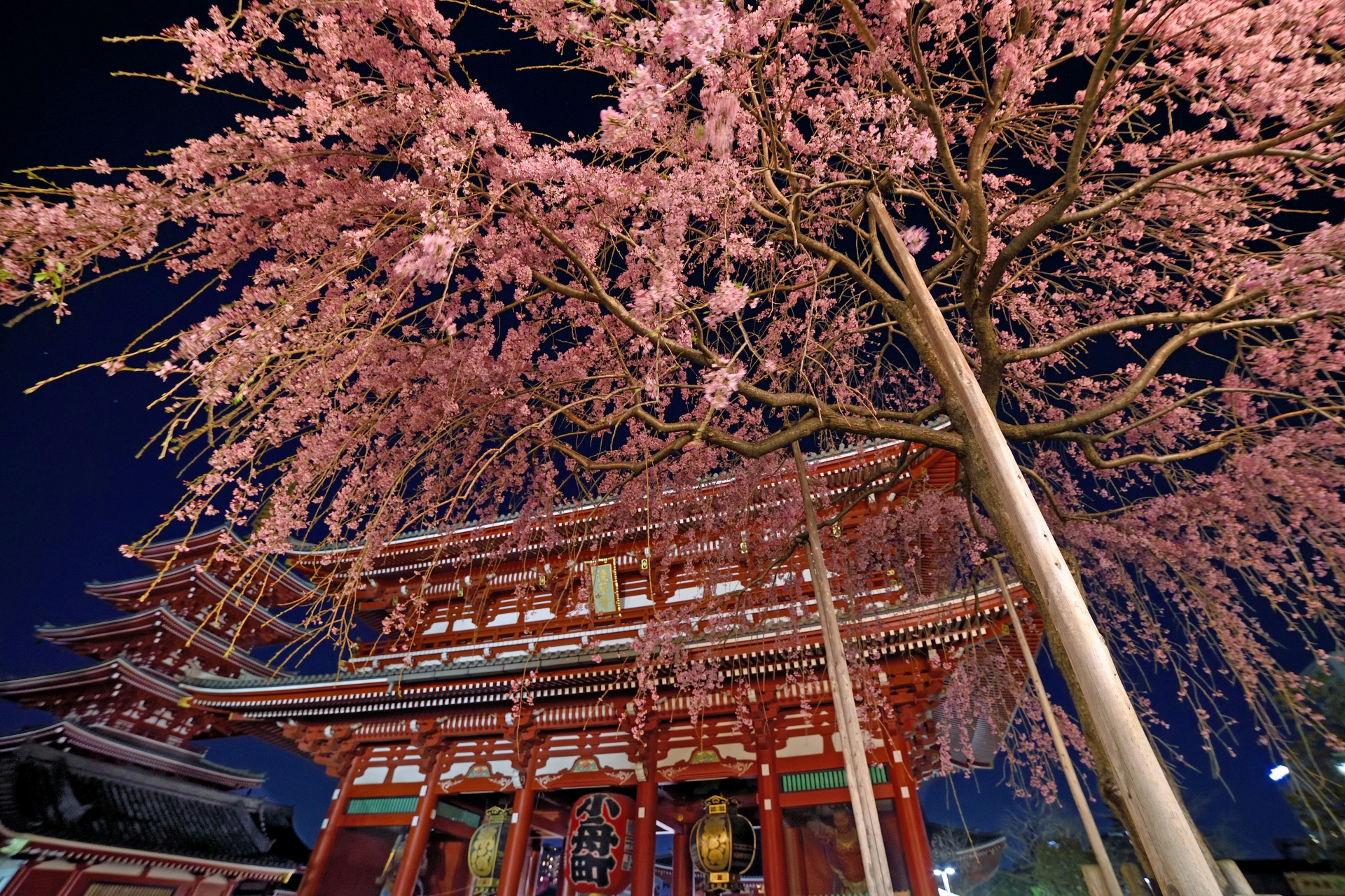 The Pink Heart of Old Tokyo | Horospo Event Guide