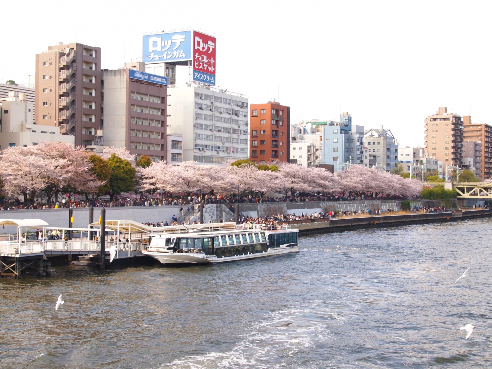 Asakusa Cherry Blossoms 2026 – Why the Crowds are Worth It (And Where to Hide From Them)