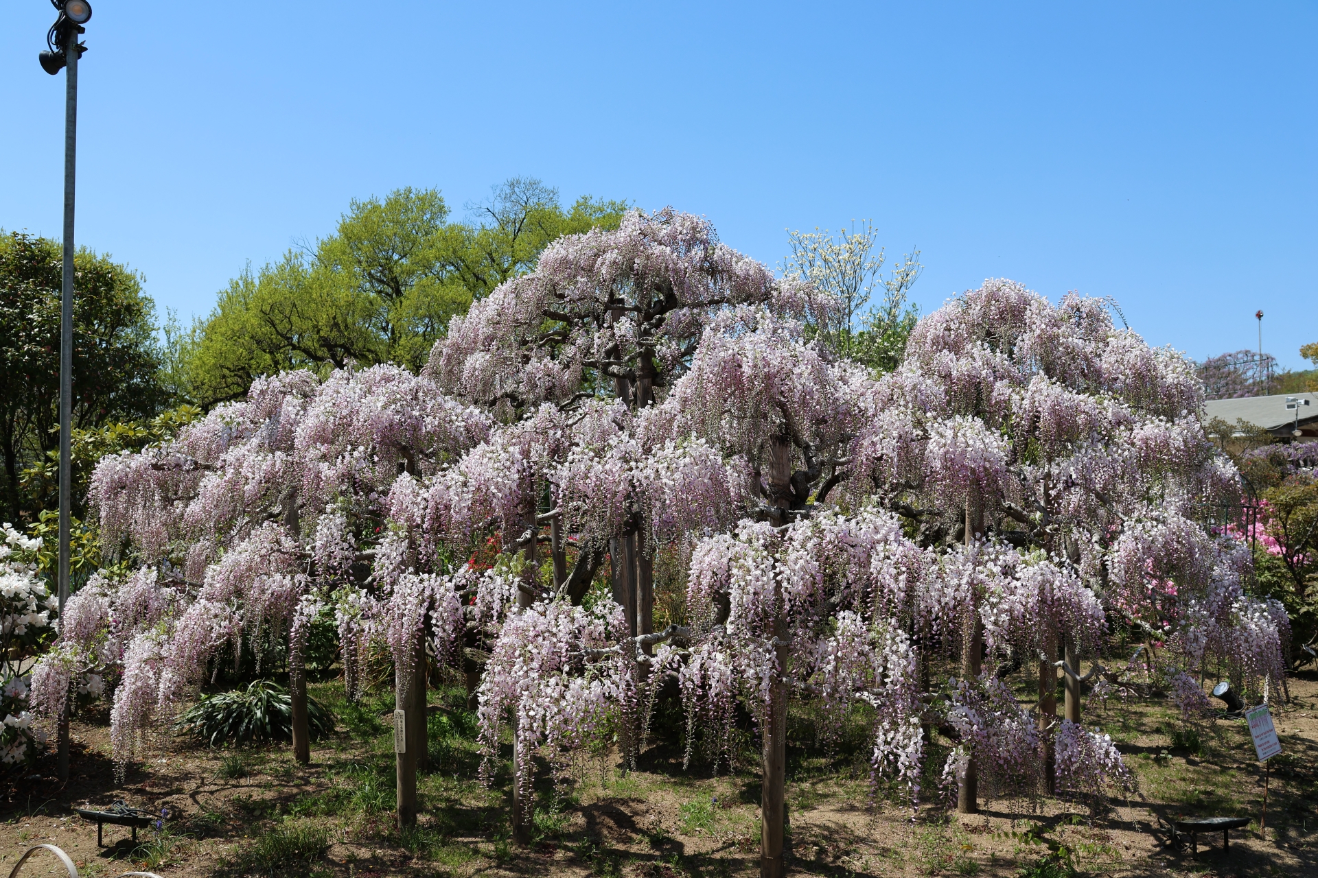 Ashikaga Flower Park Wisteria 2026: Why I’ll Never Look at a Garden the Same Way Again