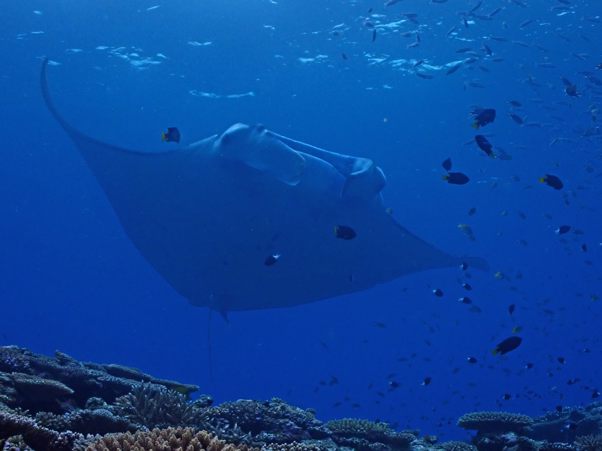 Stop Watching the Waves and Get Under Them - Horospo Guide