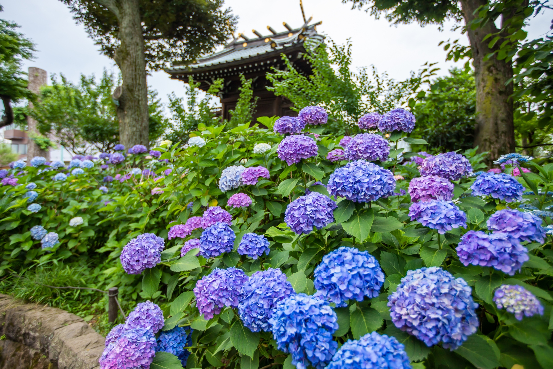 Bunkyo Hydrangea Festival 2026: Why I Actually Look Forward to Tokyo’s Rainiest Month