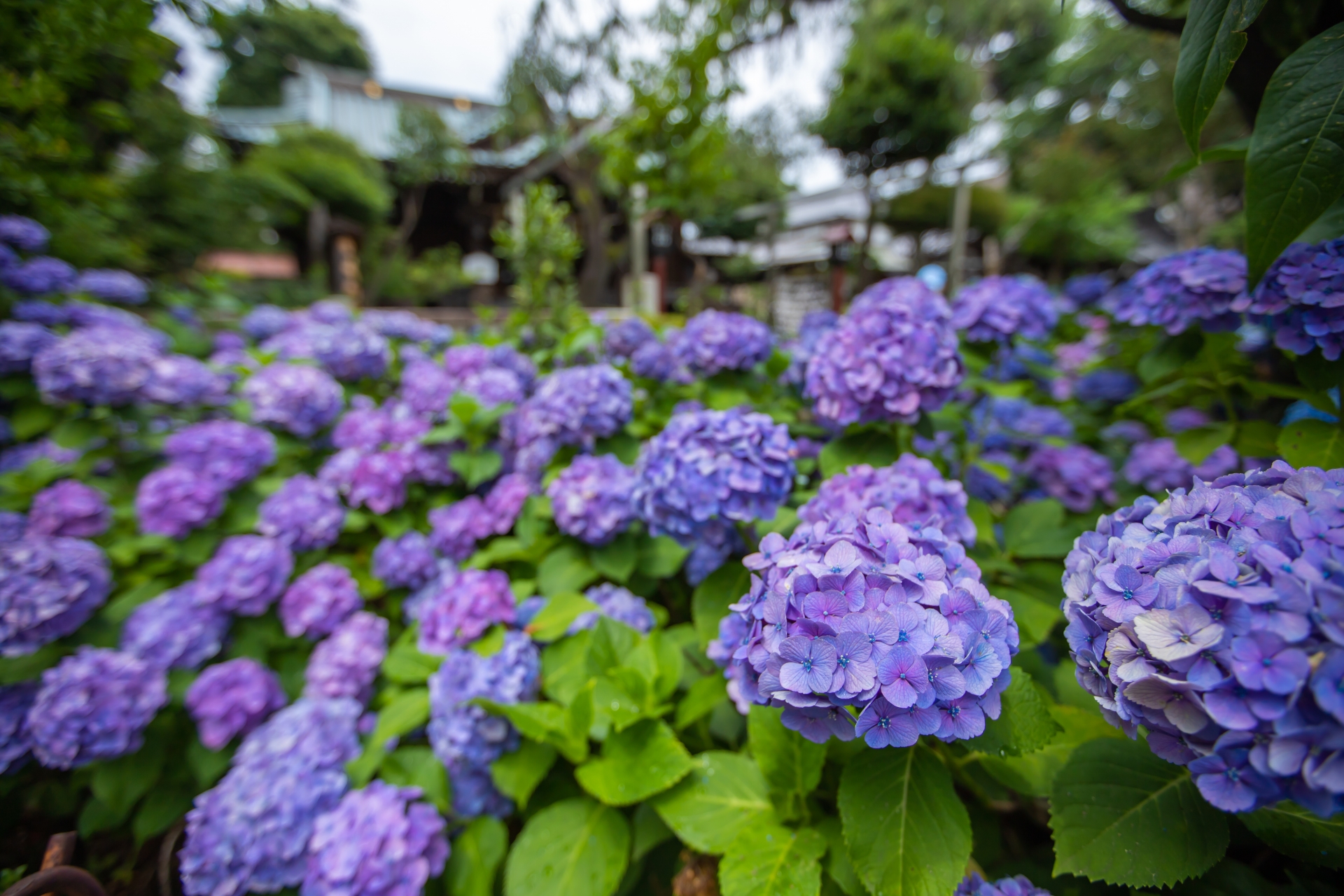 Why You Should Actually Pray for Rain in Tokyo This June - Horospo Guide