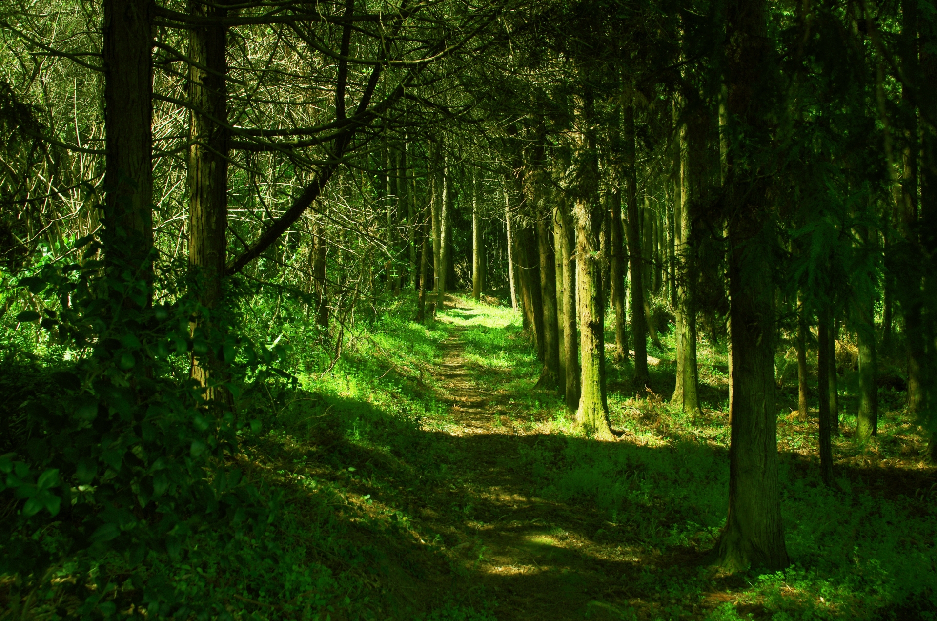 I Traded My Phone for a Tree in Nagano – Why Forest Therapy Actually Works