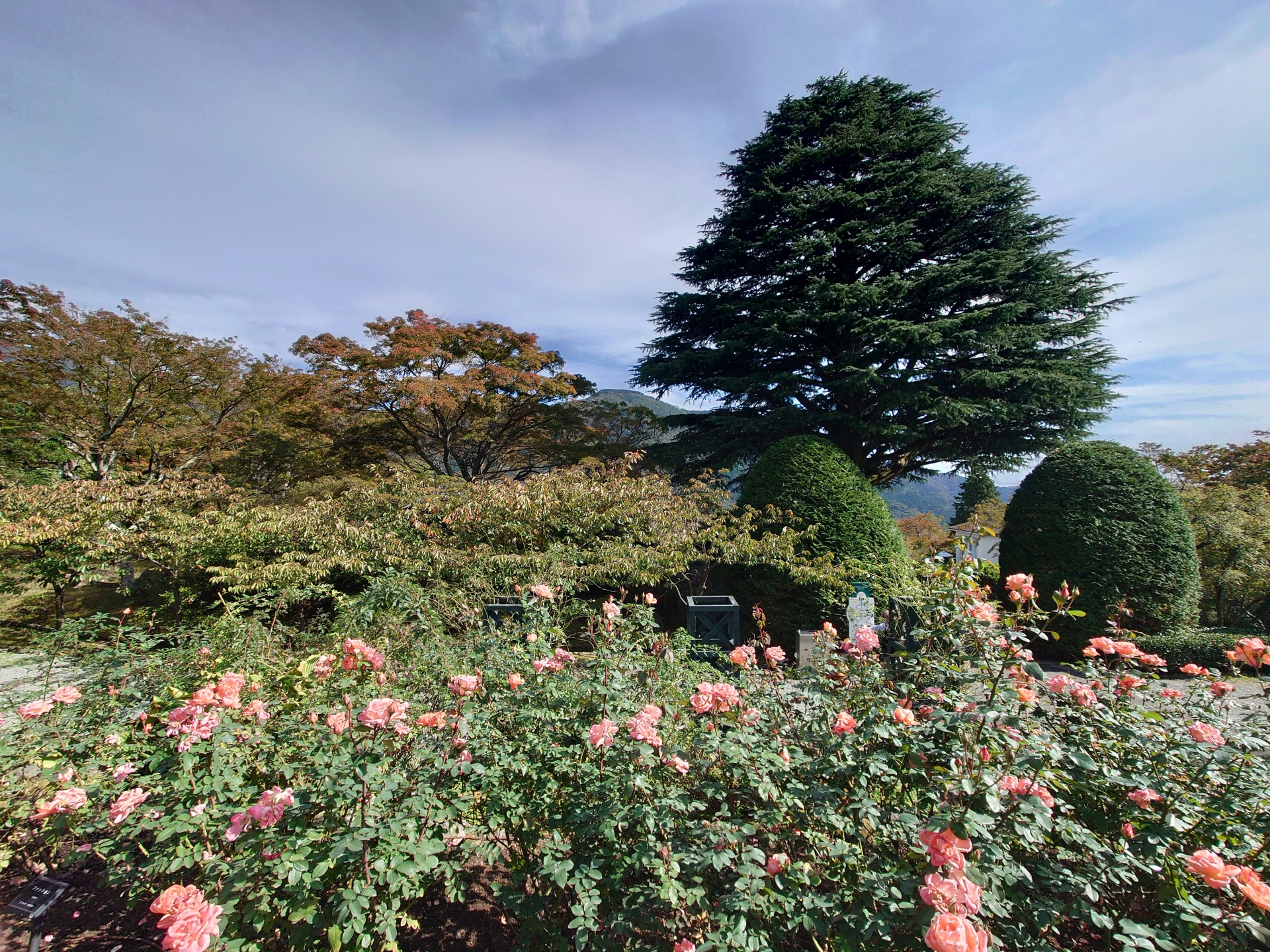 A Symphony of Petals in the Hakone Mist - Horospo Guide