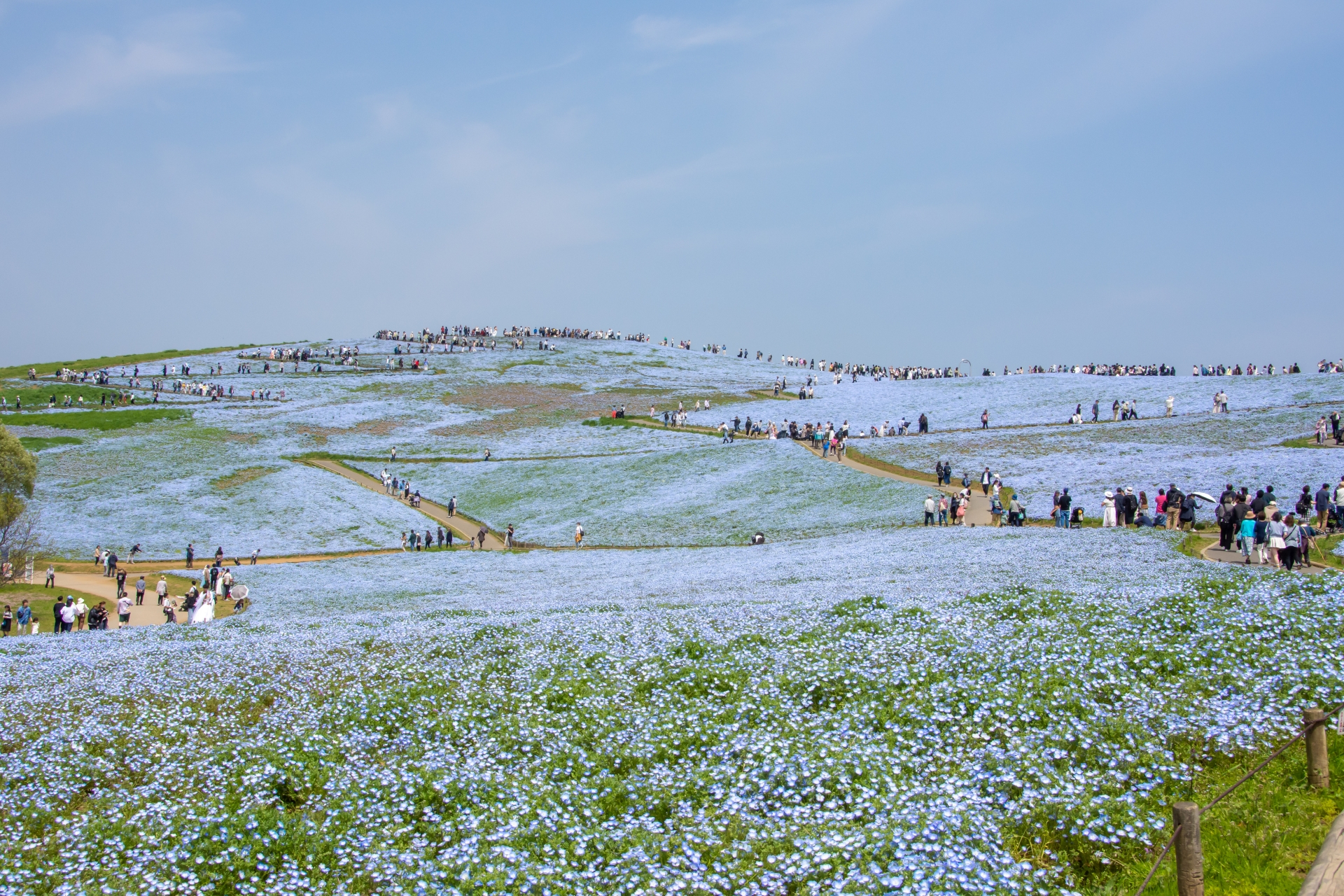 I Saw the 4.5 Million Blue Flowers at Hitachi Seaside Park: Nemophila Season (Apr–May) Survival Guide