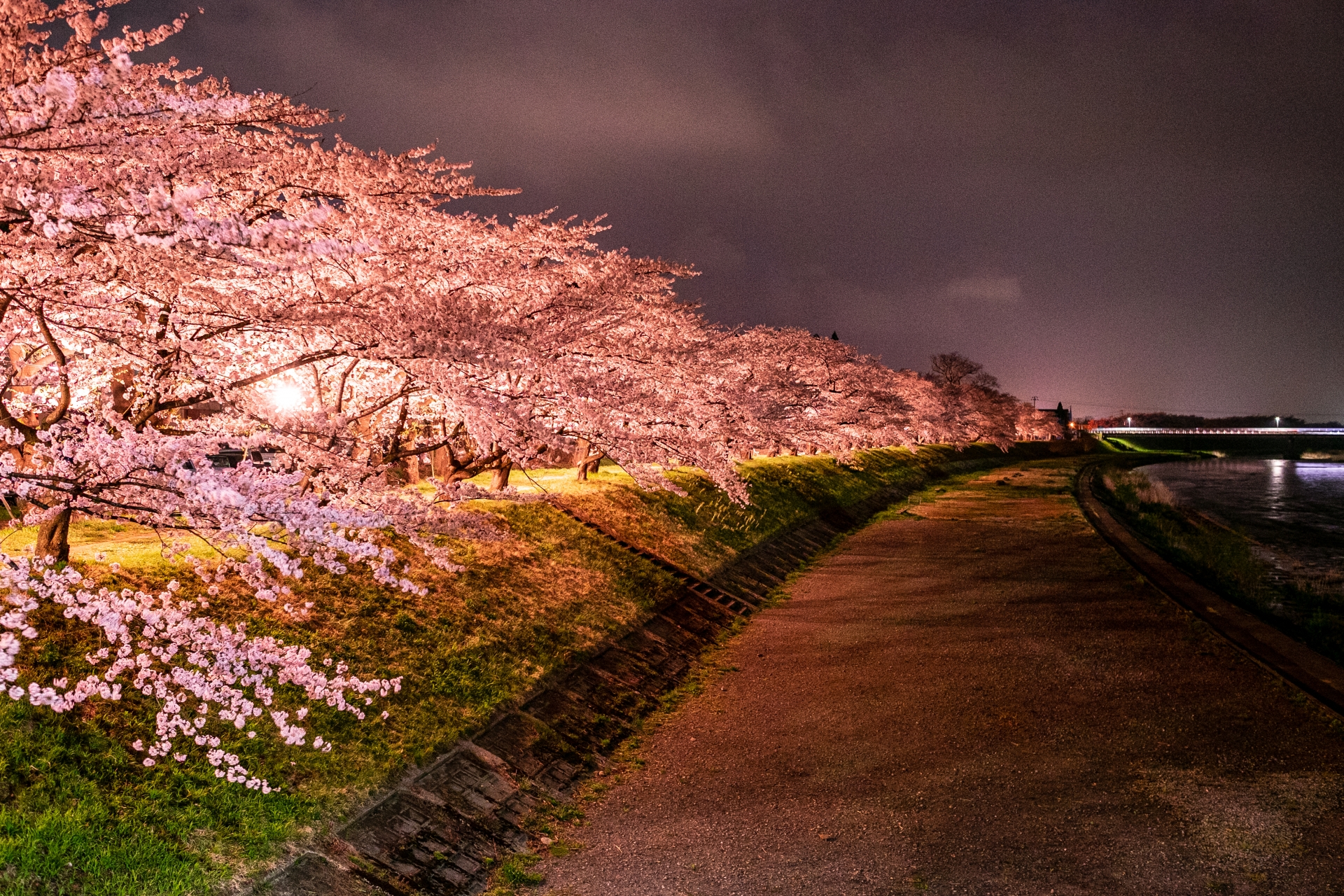 Kakunodate Sakura 2026 – The Samurai Town That Made Me Cry (Seriously)