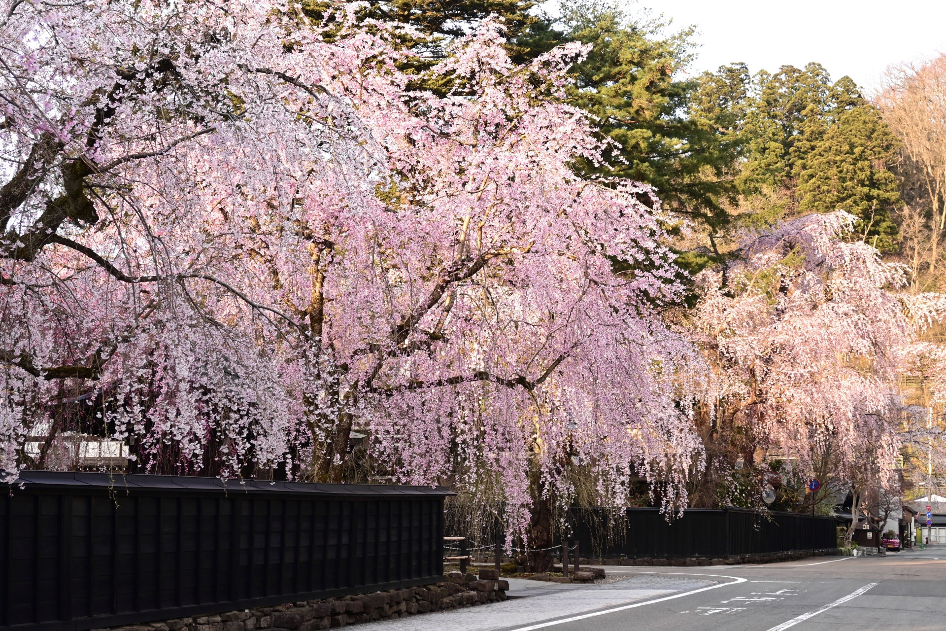 Forget Tokyo. This is where the real Sakura magic lives. - Horospo Guide
