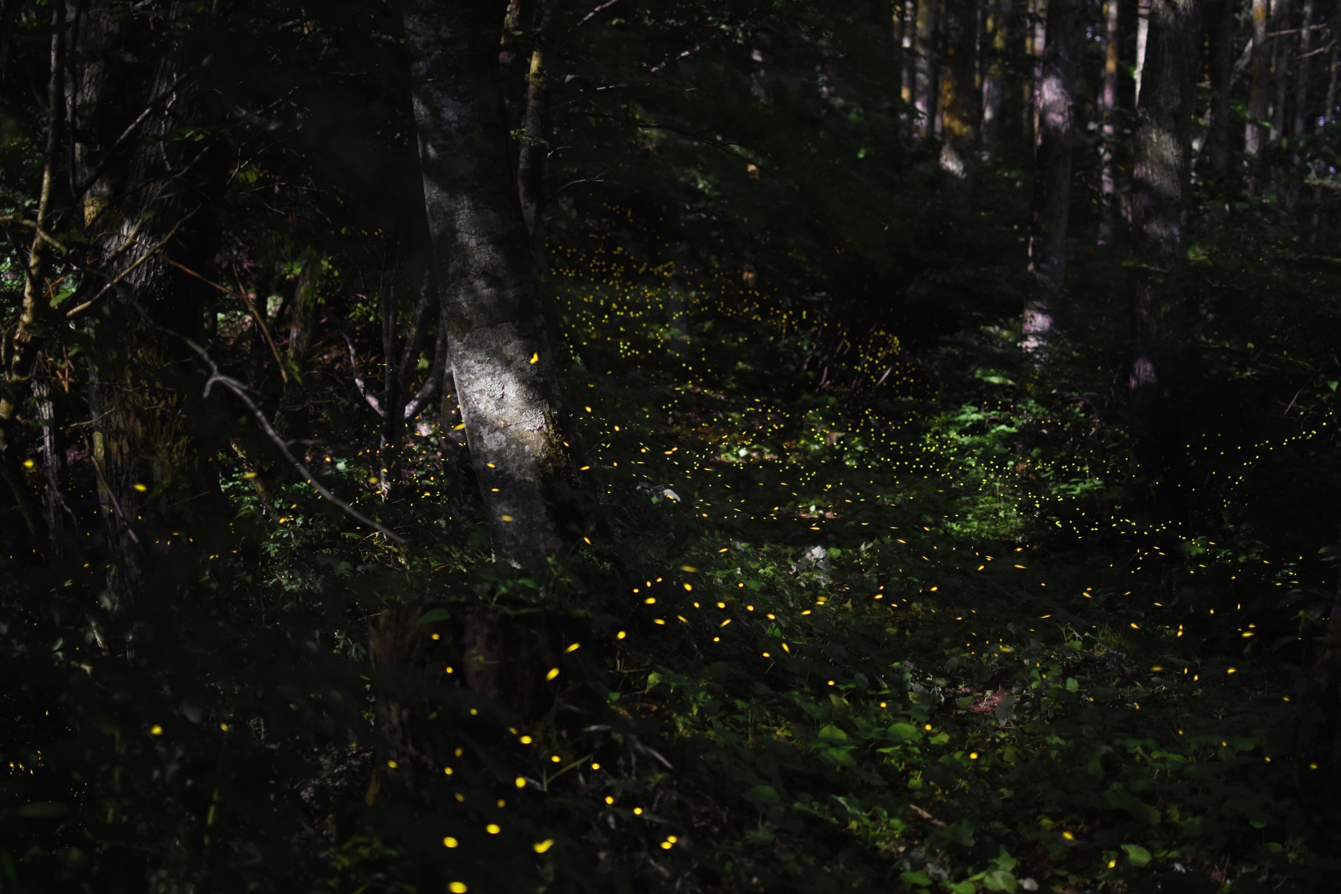 The Night I Chased Fireflies in Nagano and Actually Forgot My Phone Existed