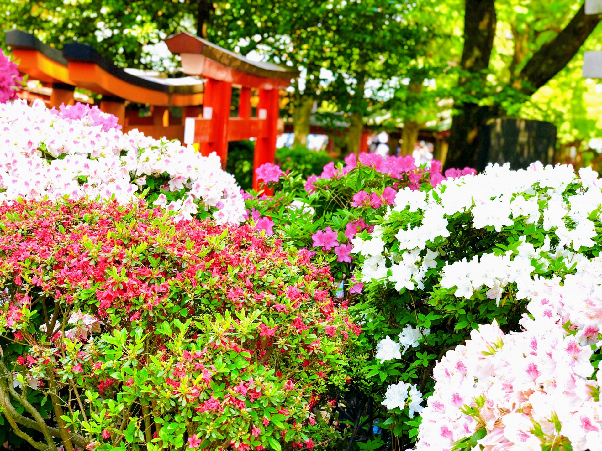 Nezu Shrine Azalea Festival 2026: Dates, Tips & Why It Beats Sakura Hype