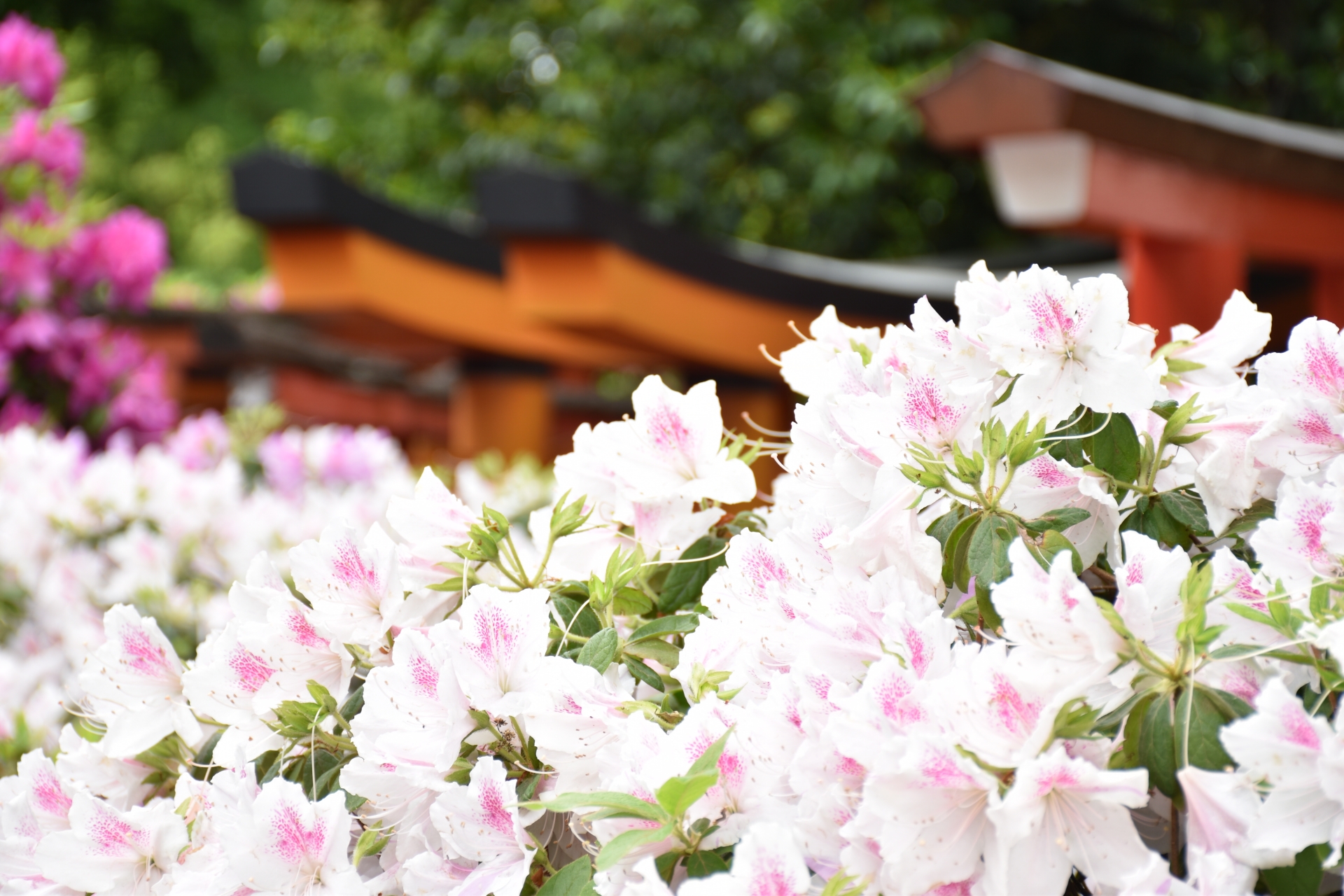 When Tokyo Turns Pink, Purple, and White - Horospo Guide