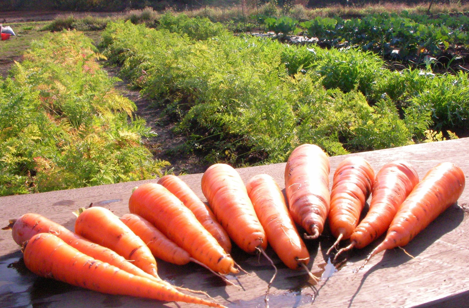 The Silence Was Louder Than Shinjuku - Horospo Guide