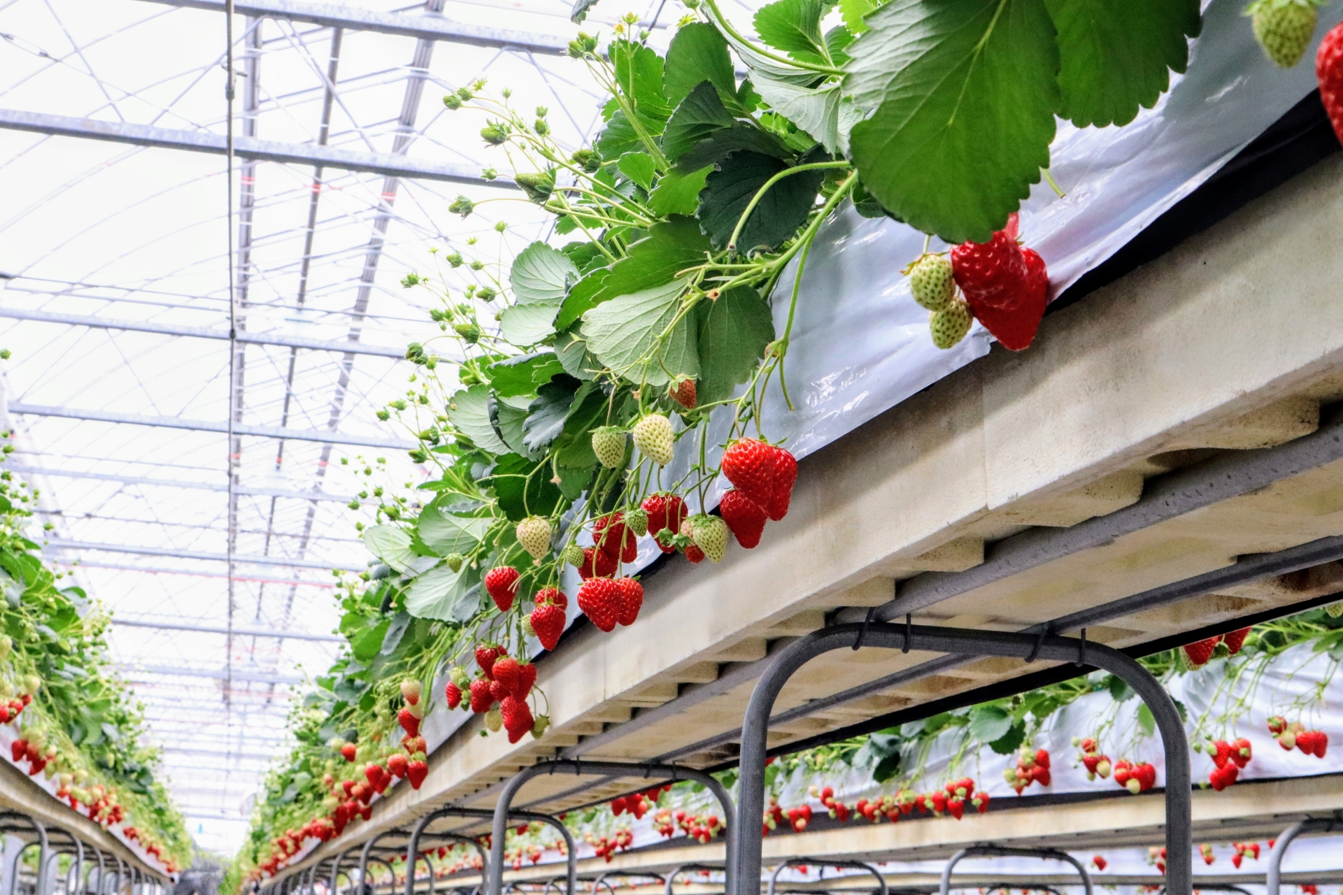 Strawberry & Cherry Picking Japan 2026 – Why I’ll Never Buy Supermarket Fruit Again