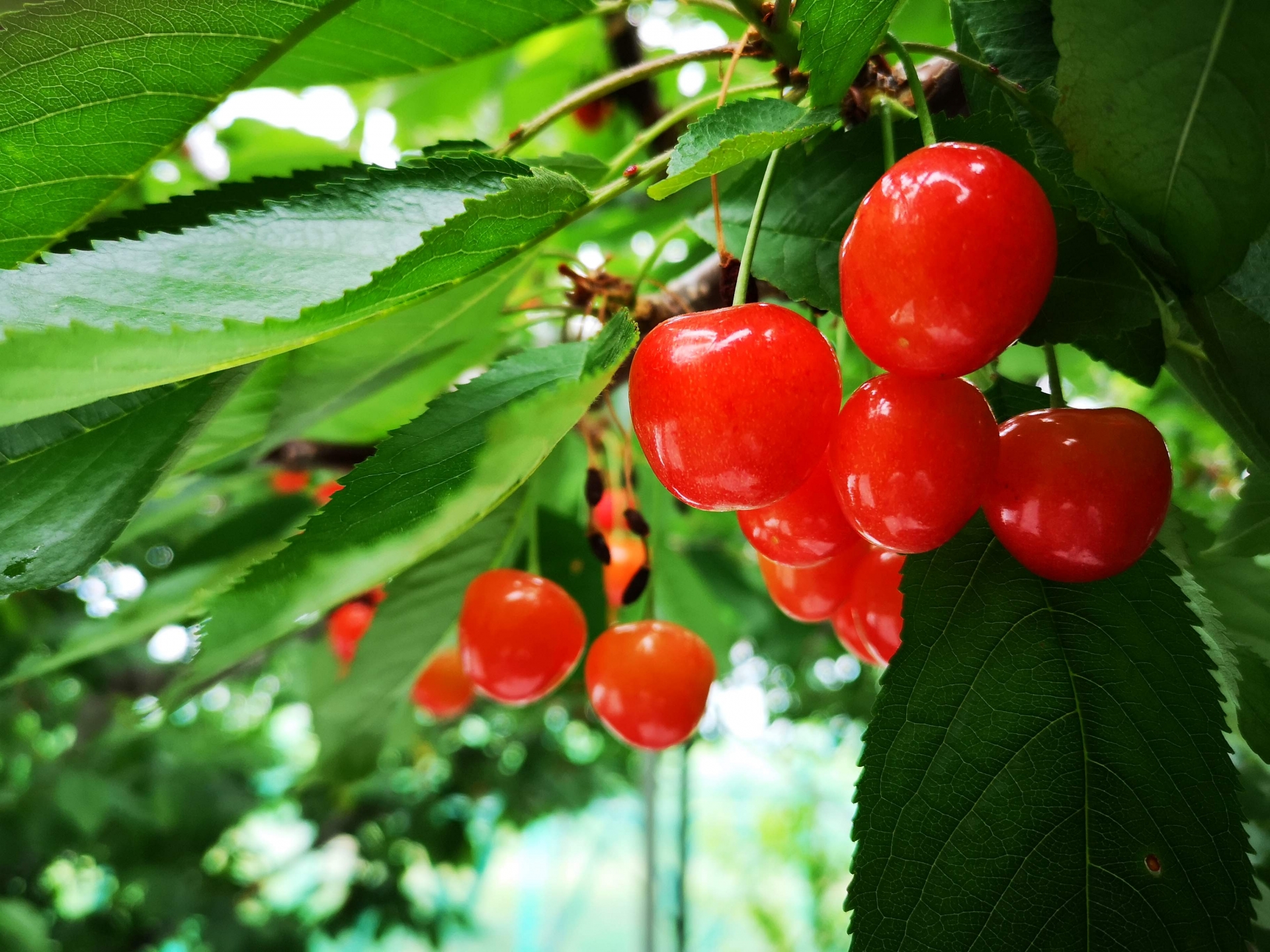 Forget Everything You Know About Fruit Prices - Horospo Guide