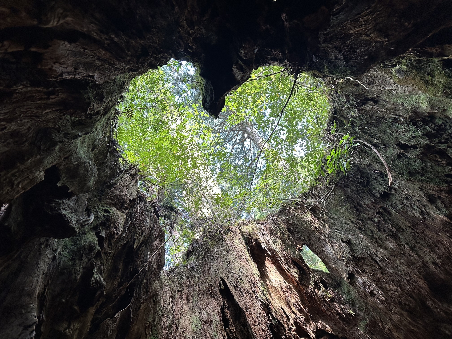 I Found the Real Princess Mononoke Forest (And My Knees Still Hurt) — Yakushima Trekking Guide
