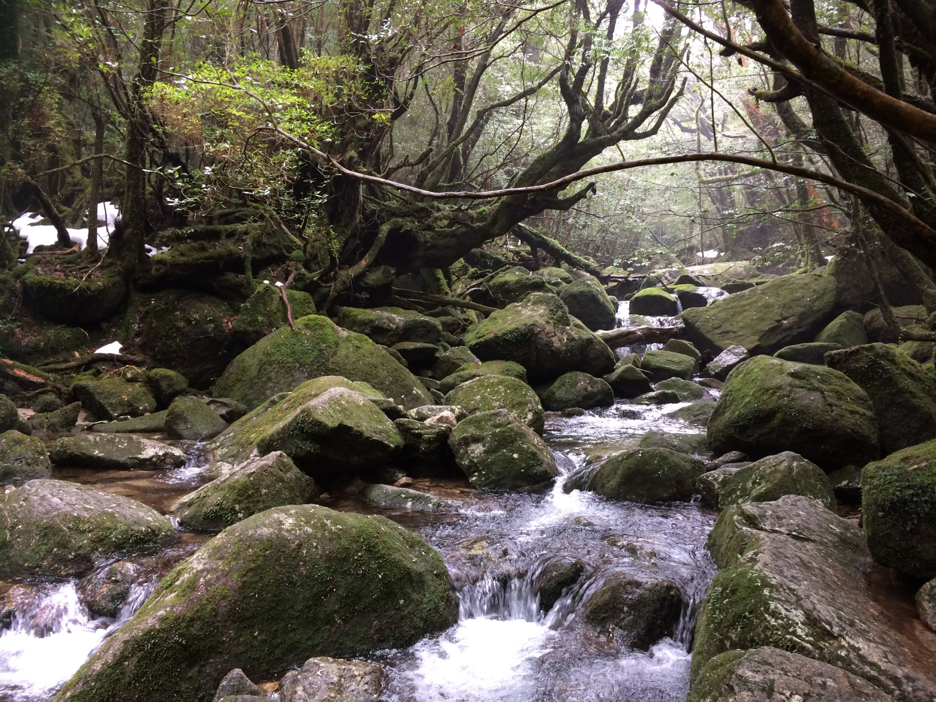 The Forest That Actually Changed How I Breathe - Horospo Guide