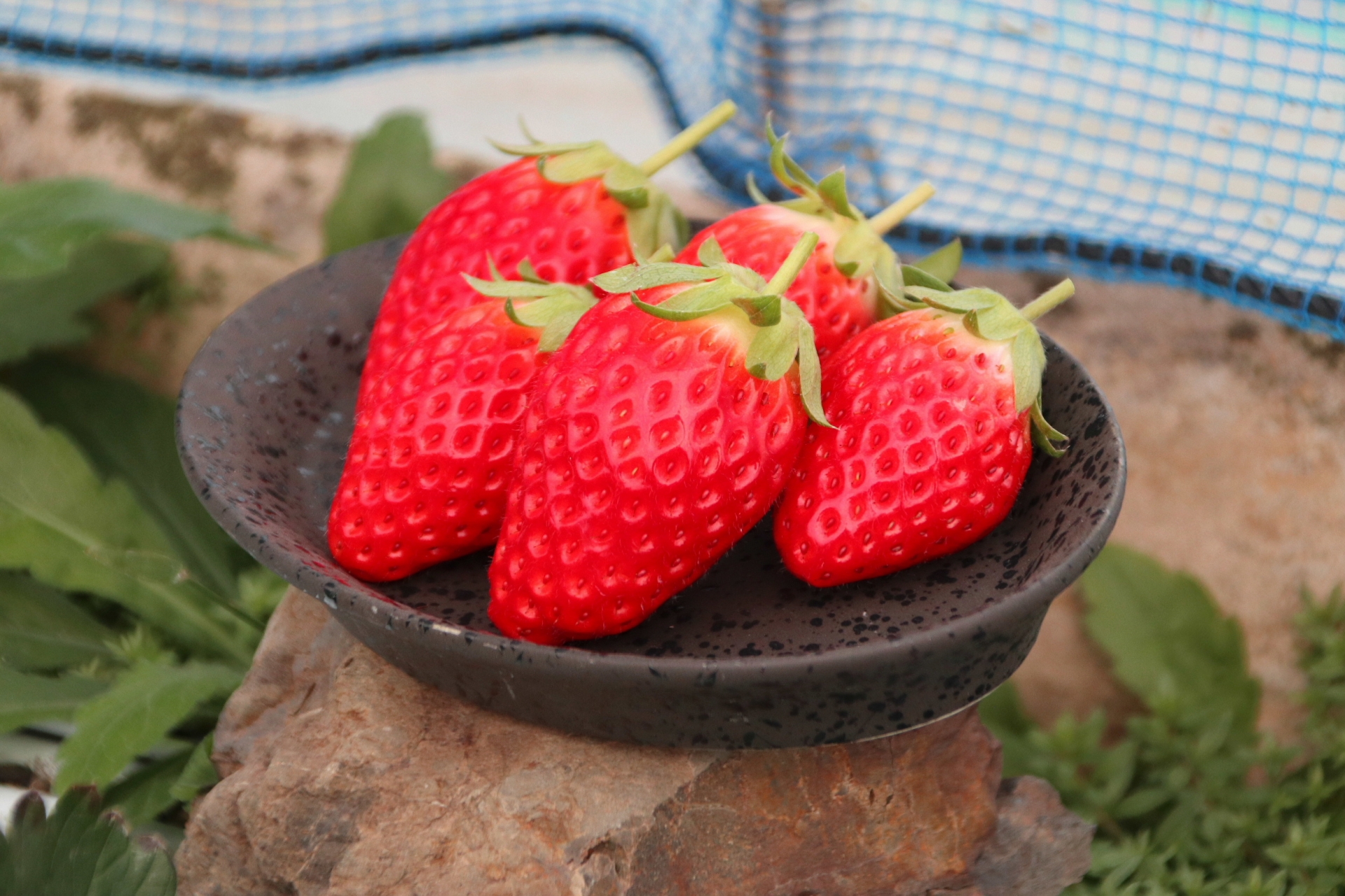 Famous Local Specialty: Ishigaki Ichigo (Stone-wall Strawberries) in Kunozan Toshogu