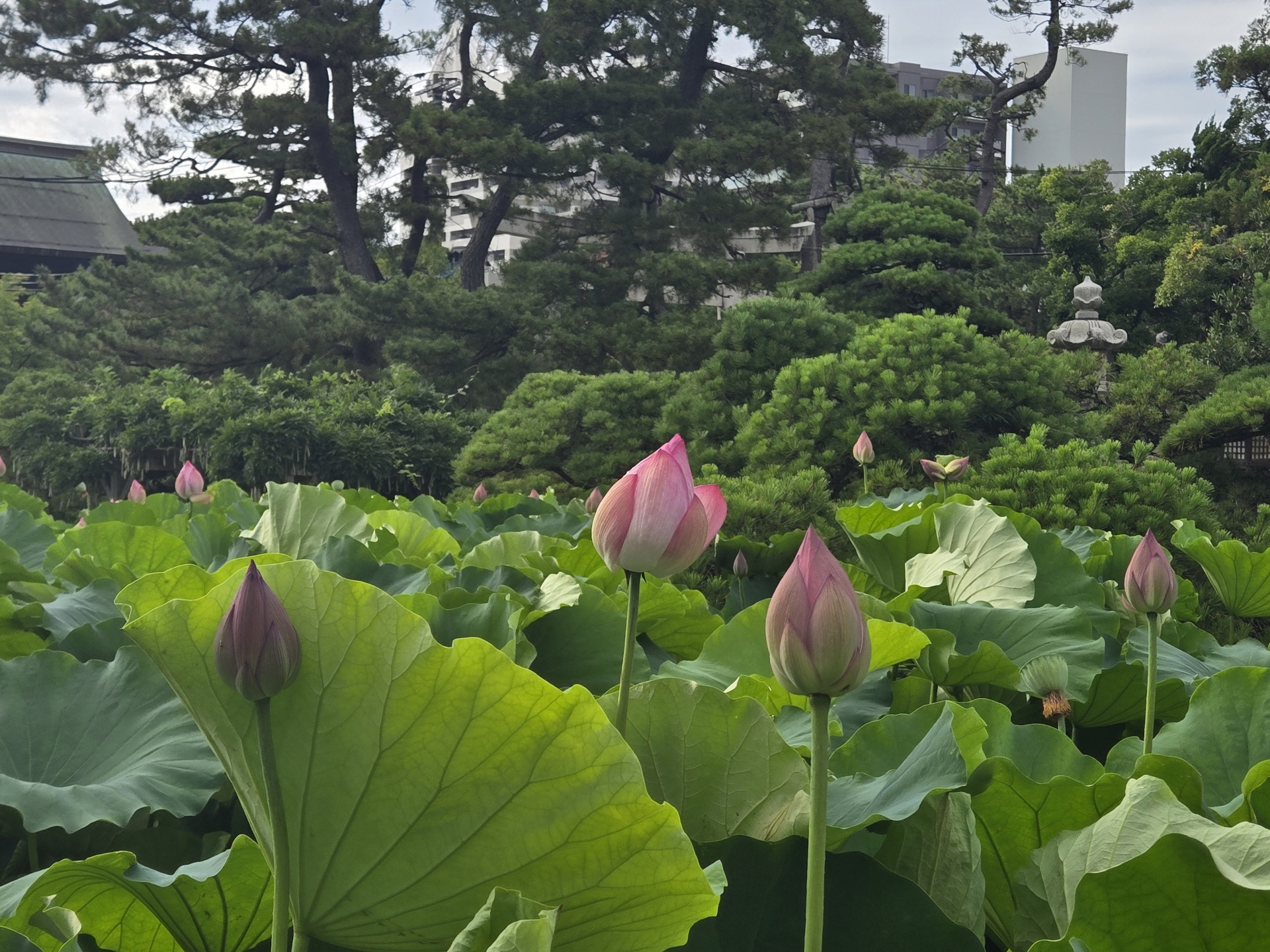Spiritual Serenity and Timeless Grace: A Soul-Stirring Journey Through Hakusan Park - Japan Travel Guide | HOROSPO
