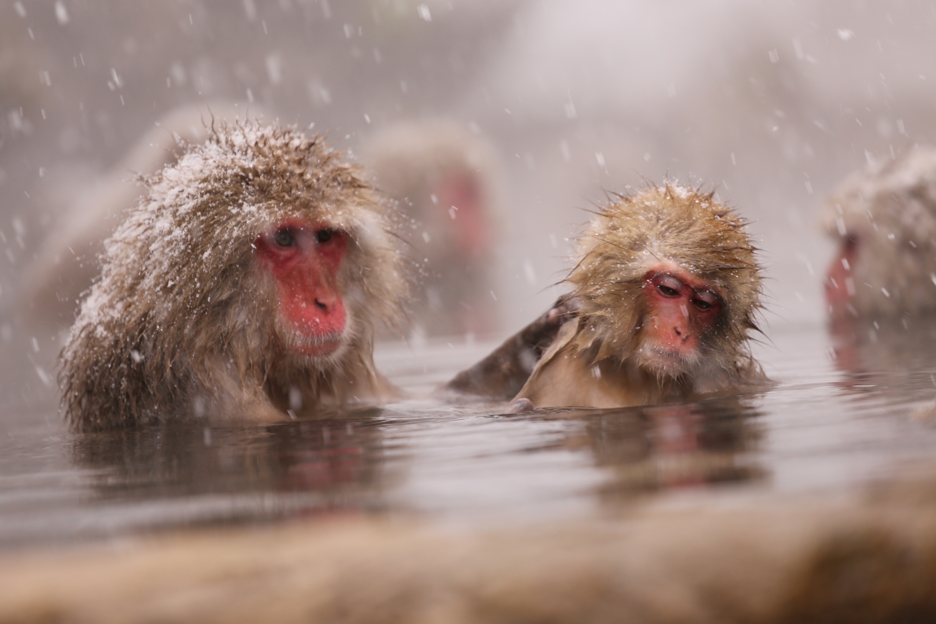 Where Steam Meets Spirit: The Ethereal Snow Monkeys of Jigokudani - Japan Travel Guide | HOROSPO
