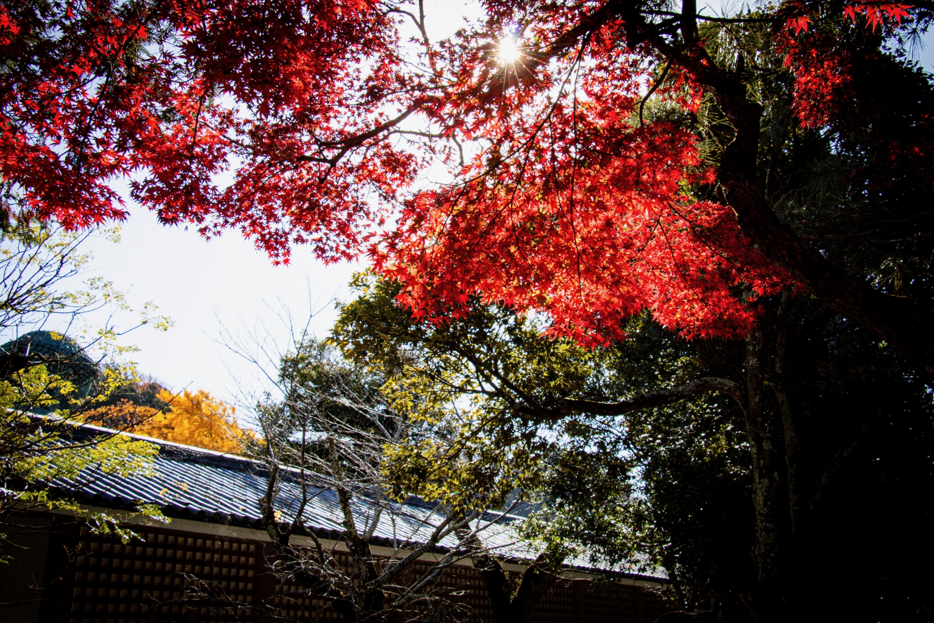 Atmospheric view of Kotoku-in - Japan Travel Guide