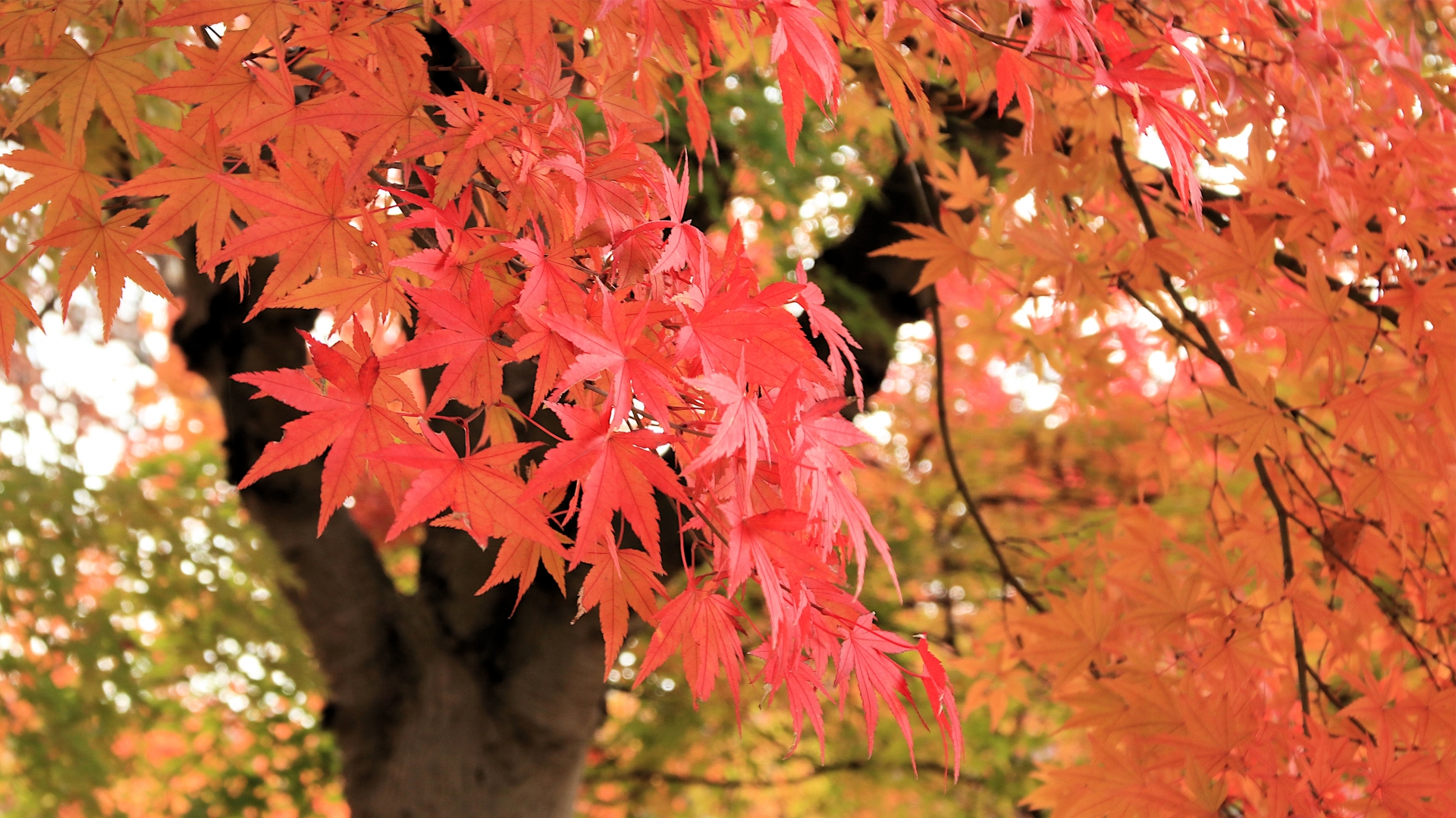 Atmospheric view of Lake Kawaguchi - Japan Travel Guide