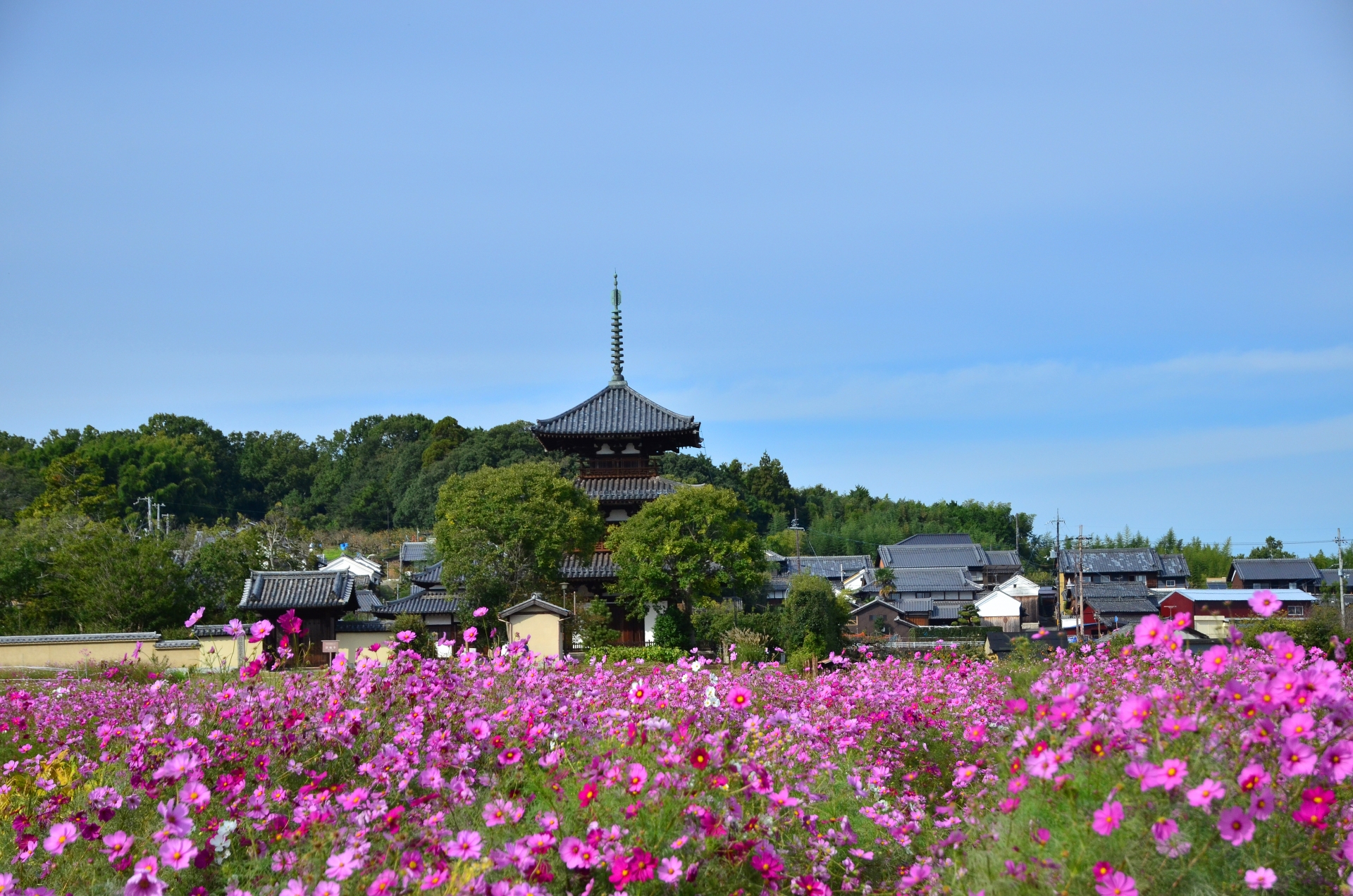 Atmospheric view of Nara Park - Japan Travel Guide