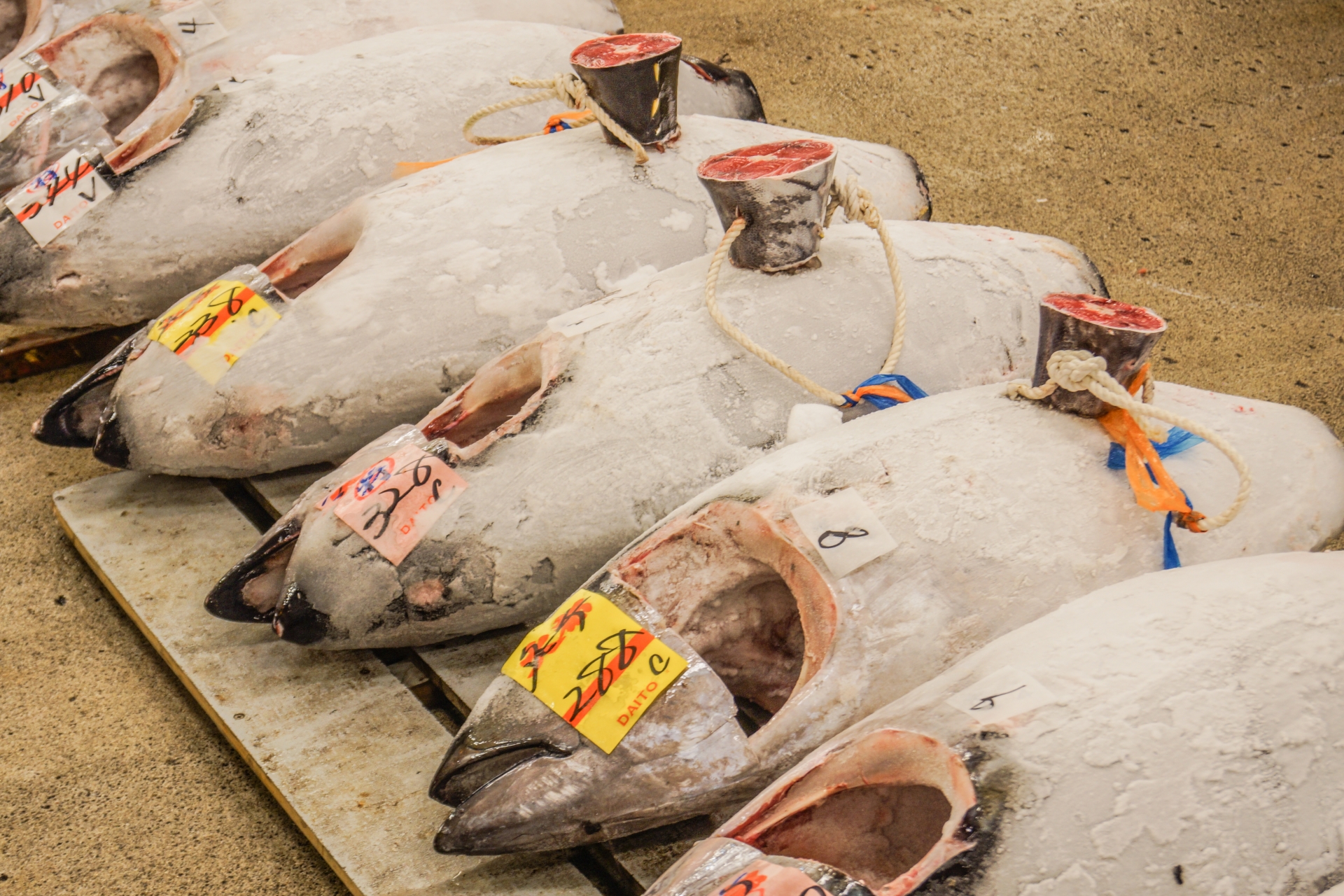 Beyond the Blue Fin: The Soulful Pulse of Tsukiji Outer Market - Japan Travel Guide | HOROSPO