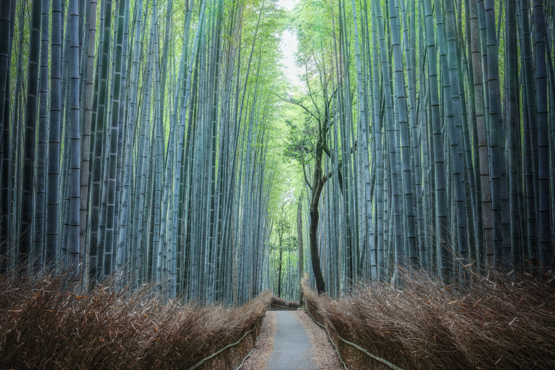 Sagano Bamboo Forest - Best things to do in Arashiyama
