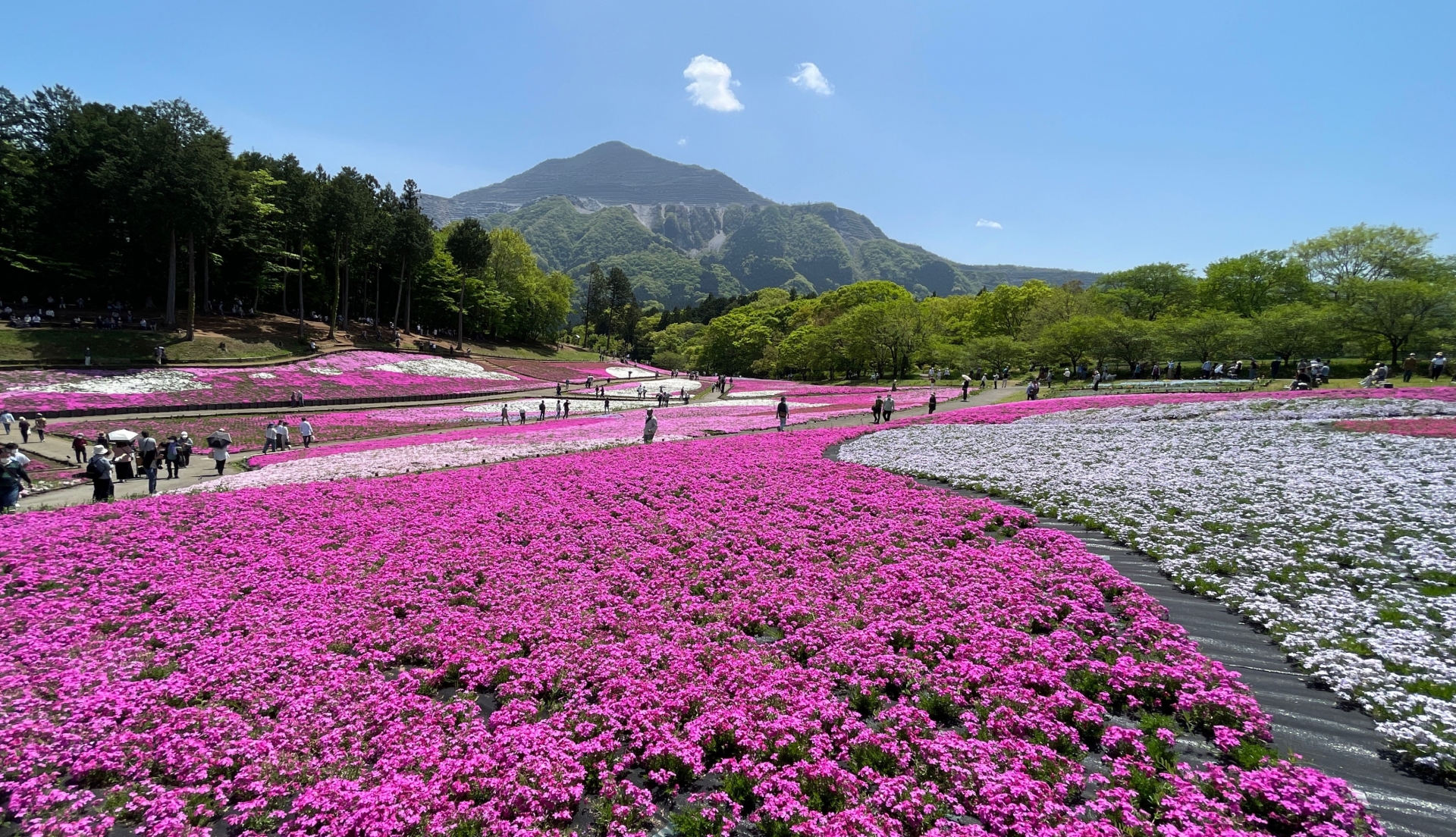 Hitsujiyama Park - Best things to do in Chichibu