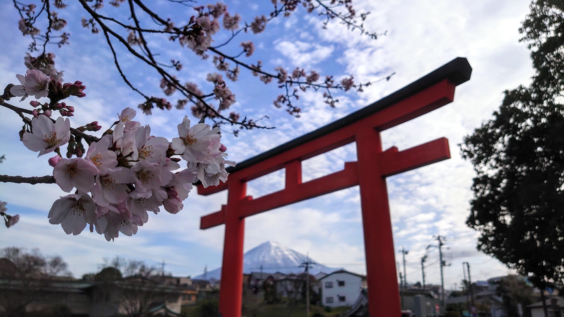 The Great Torii and Cherry Grove - Best things to do in Fujinomiya Sengen Shrine