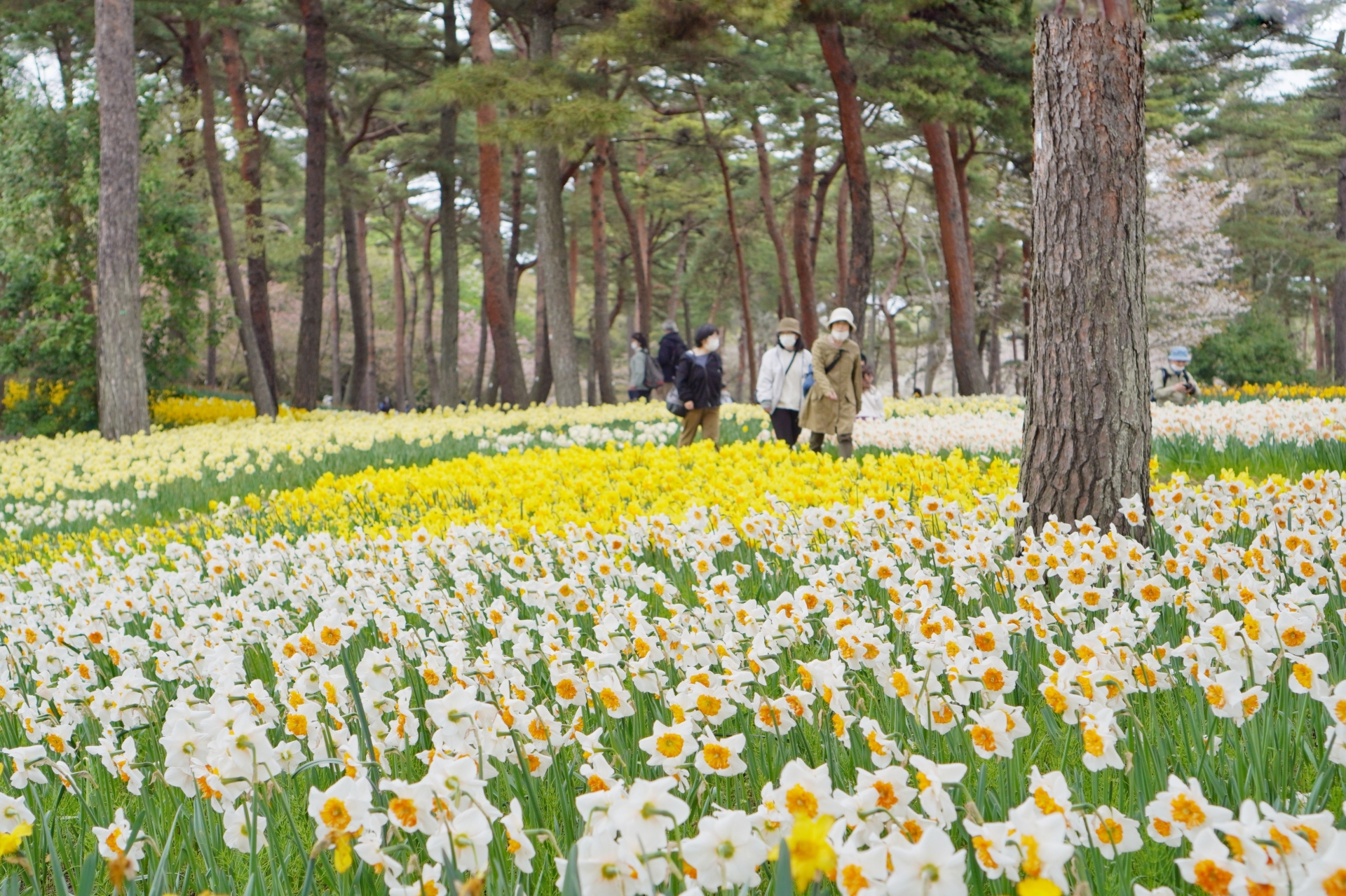 Suisen Garden - Best things to do in Hitachi Seaside Park