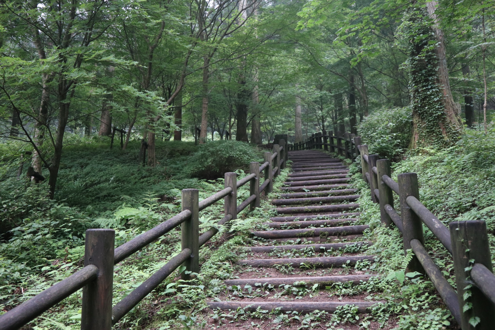 Kanbayashi Cedar Forest Trail - Best things to do in Jigokudani Monkey Park