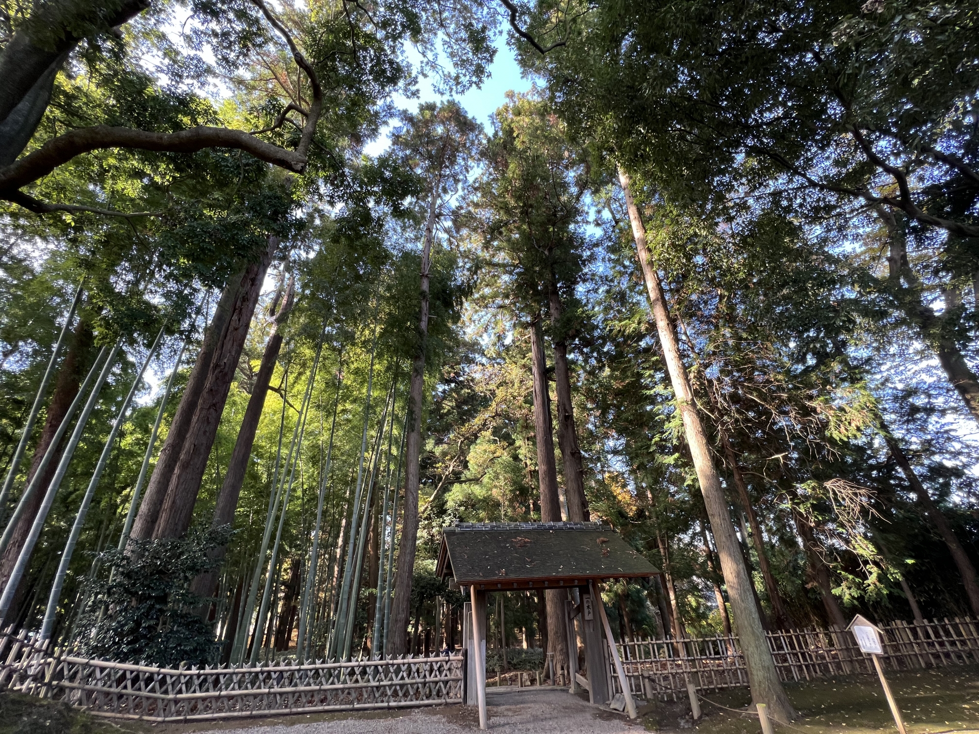 The Thousand-Year Cedar Grove - Best things to do in Kairakuen