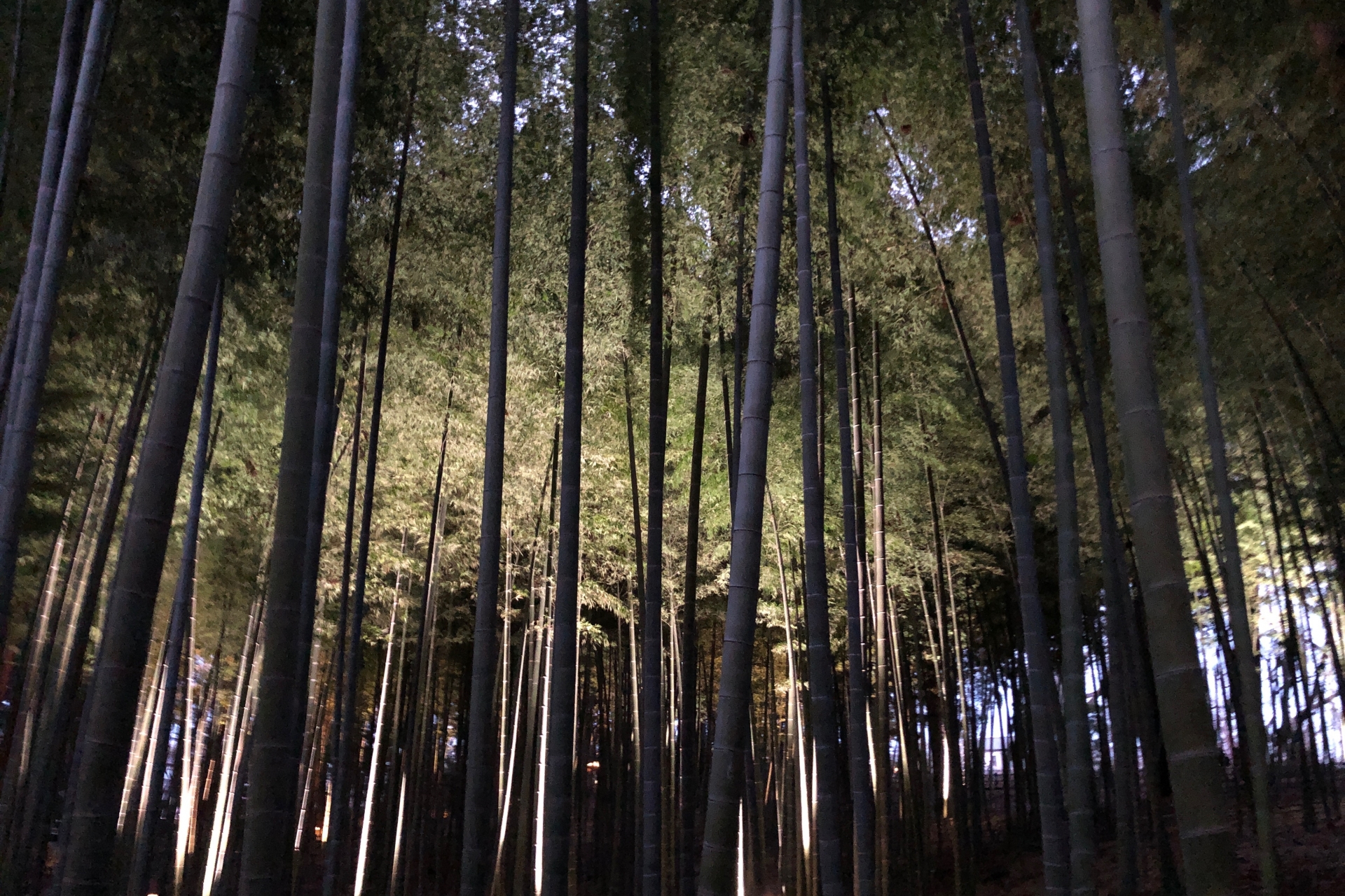 Mousou Bamboo Forest - Best things to do in Kairakuen