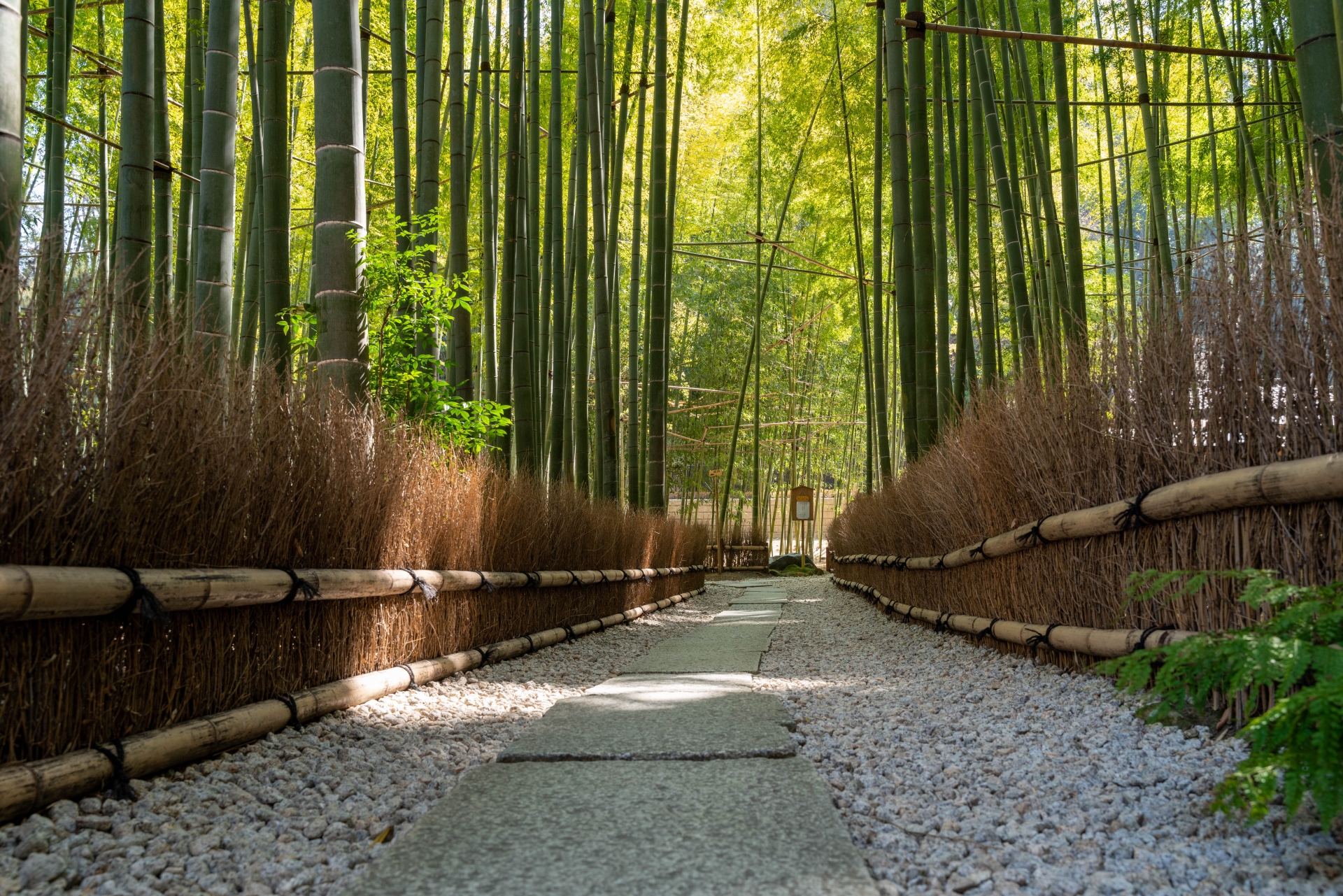 Hokokuji Temple Bamboo Grove - Best things to do in Kamakura City