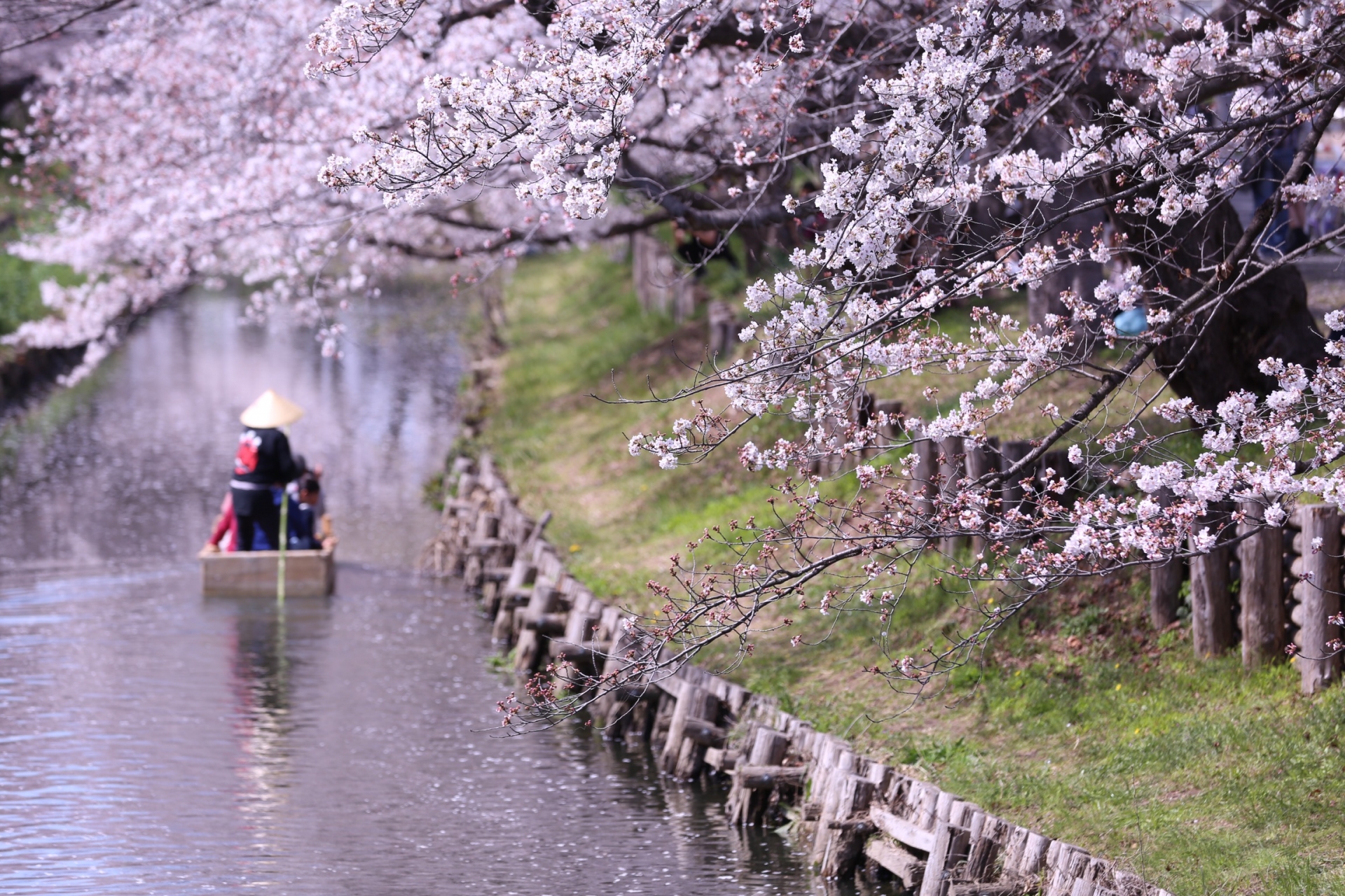 Shingashi River Cherry Blossom Tunnel - Best things to do in Kawagoe Hikawa