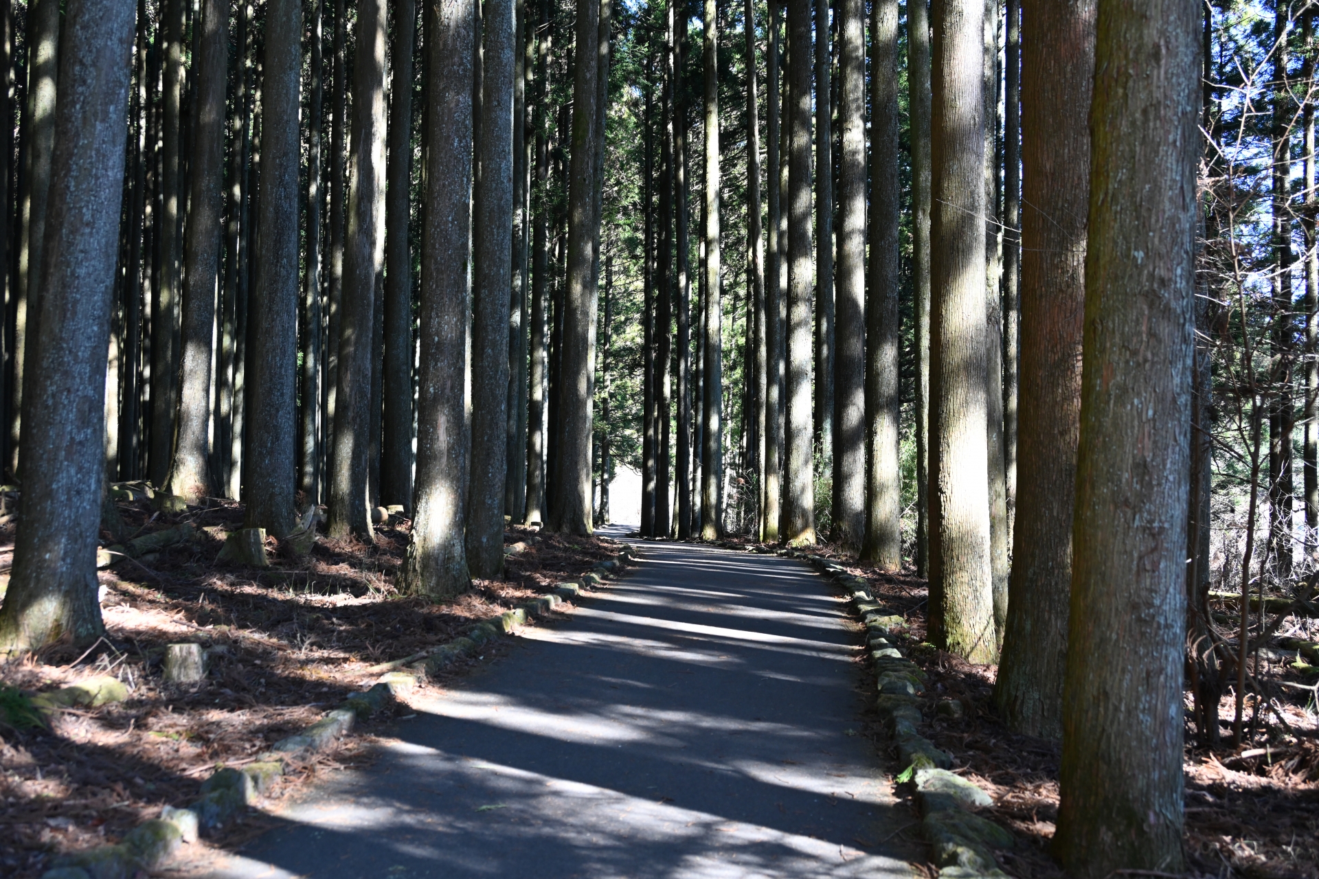North Shore Boardwalk - Best things to do in Lake Tanuki
