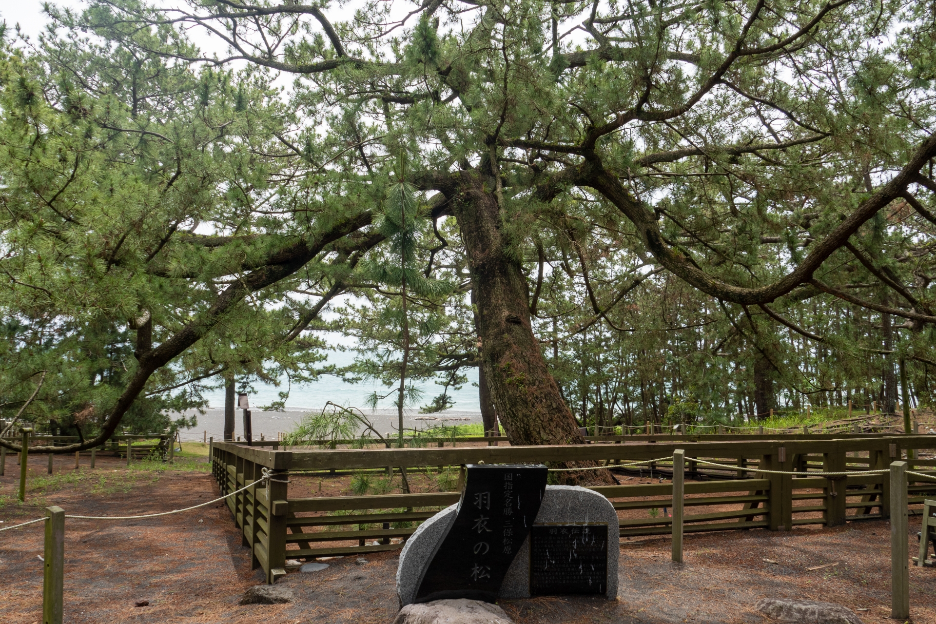 Hagoromo-no-Matsu - Best things to do in Miho no Matsubara