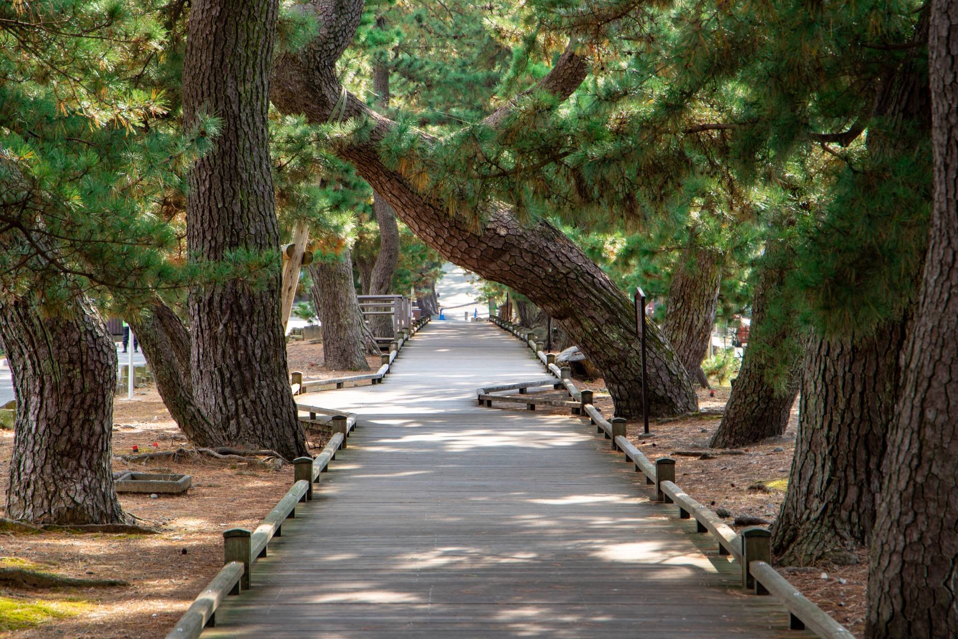 Kami-no-Michi (The God's Path) - Best things to do in Miho no Matsubara