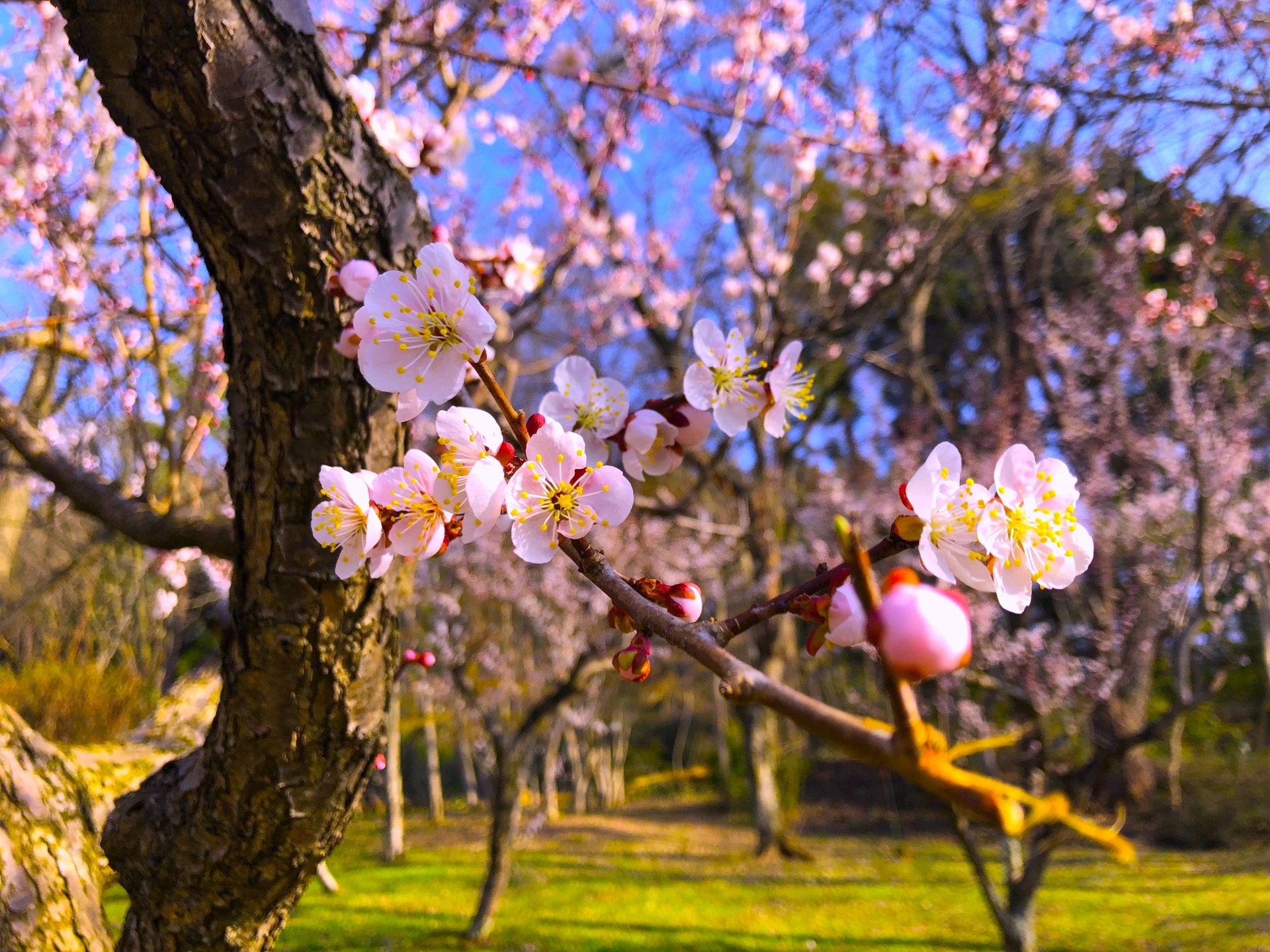 The Plum Grove & Viewpoint - Best things to do in Morioka Castle Park