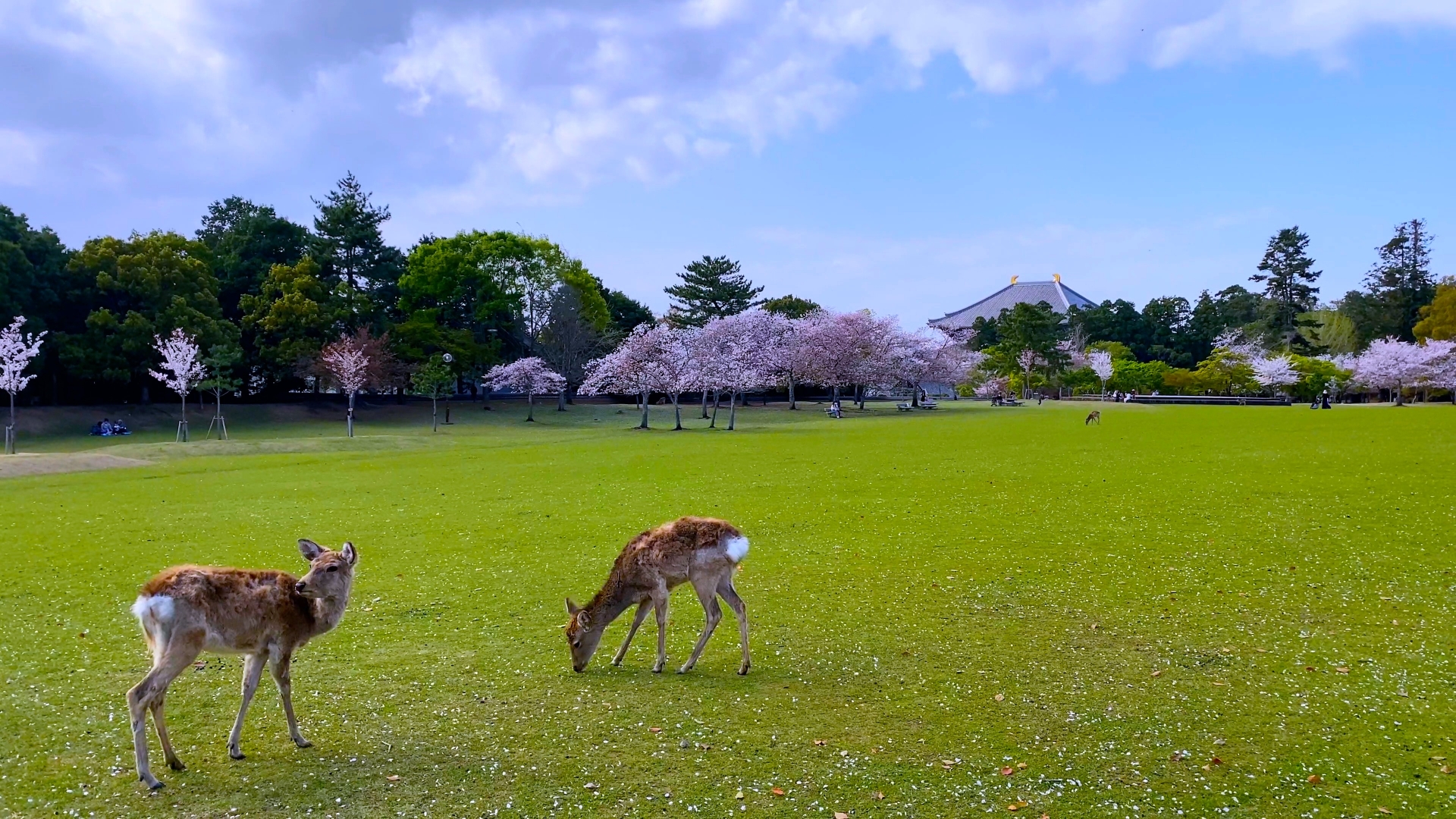 Nara Park & The Sacred Deer - Best things to do in Nakatanidou