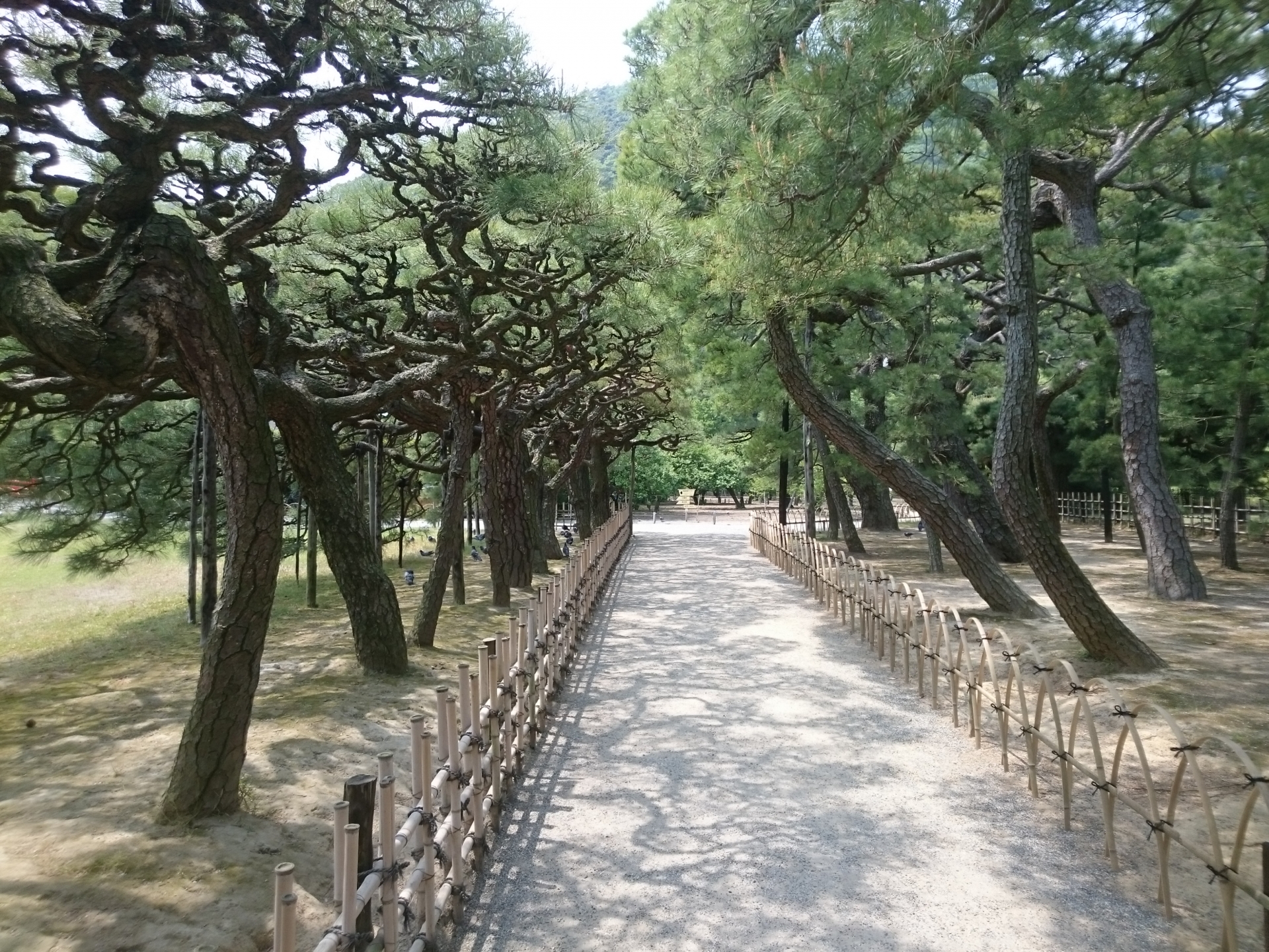 The North Gate Pine Forest - Best things to do in Ritsurin Garden
