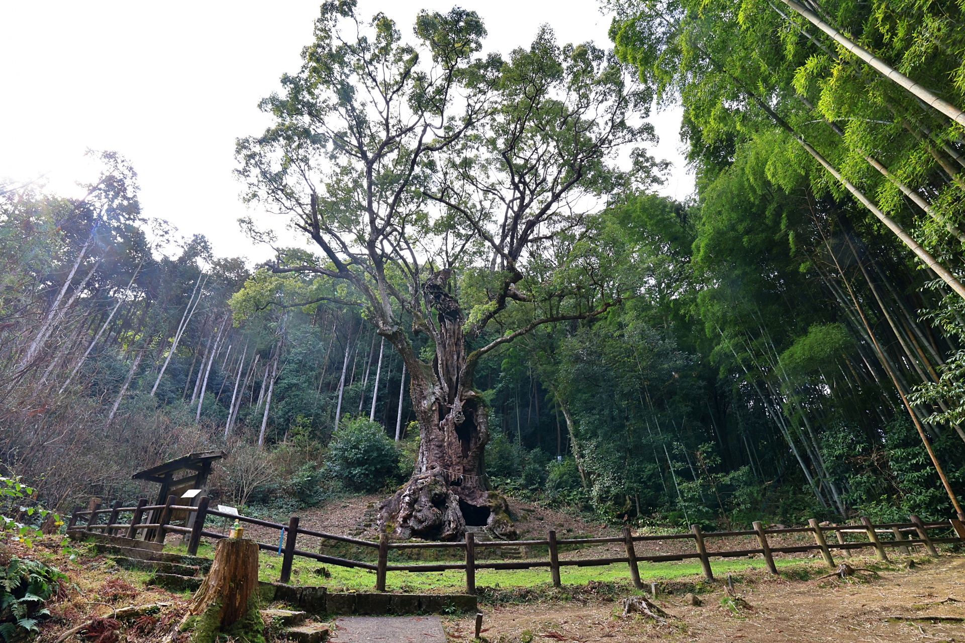 The Great Camphor Tree of Takeo Shrine - Best things to do in Takeo Onsen